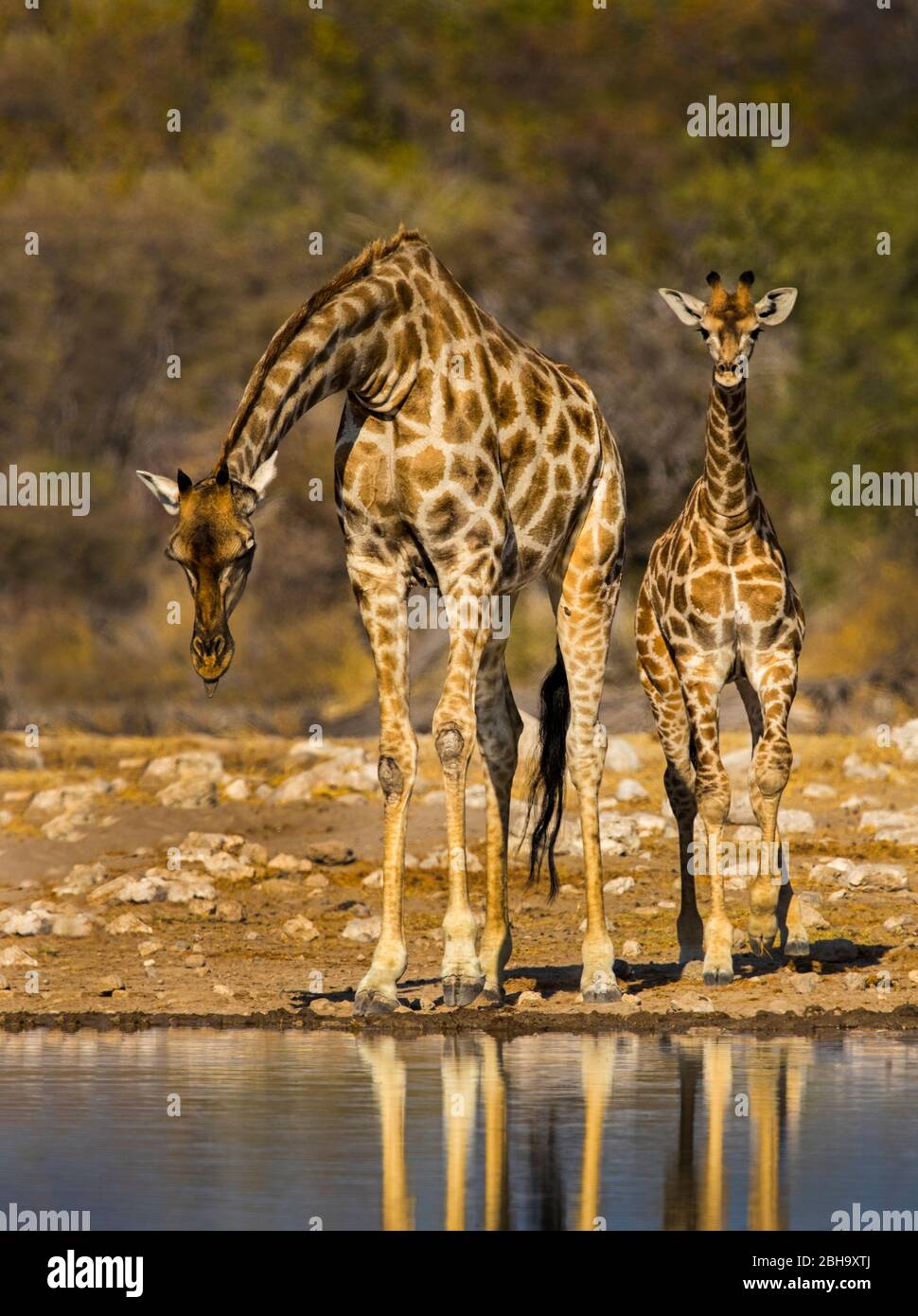 Vista di due giraffe meridionali (Giraffa giraffa) vicino al luogo di irrigazione, Etosha National Park, Namibia, Africa Foto Stock