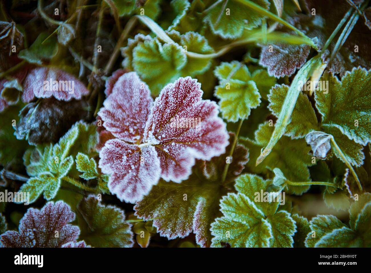 Pianta, foglie, primo gelo, freddo, Foto Stock