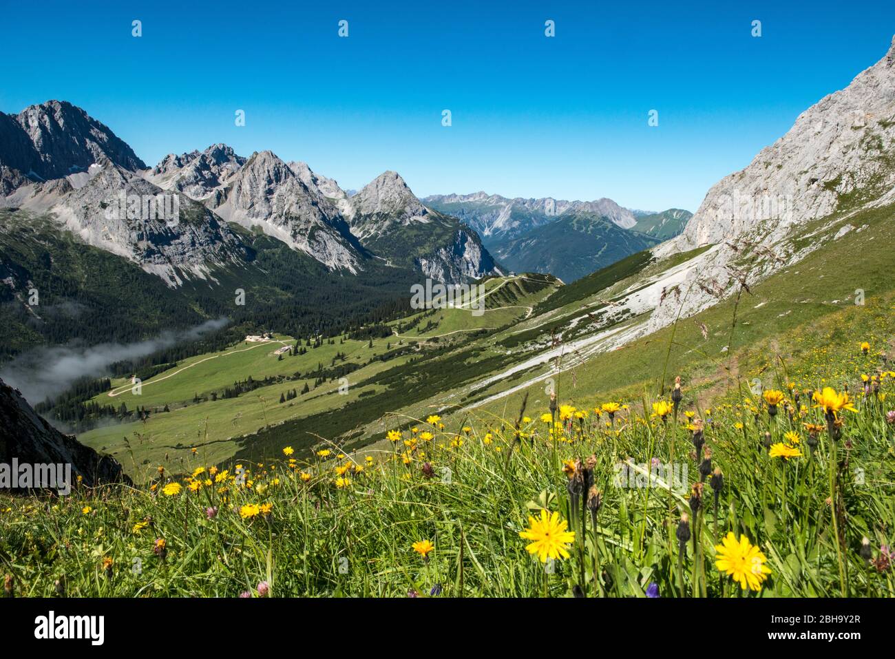 Prato fiorito all'Alpe di Ehrwalder, Tirolo, Austria Foto Stock