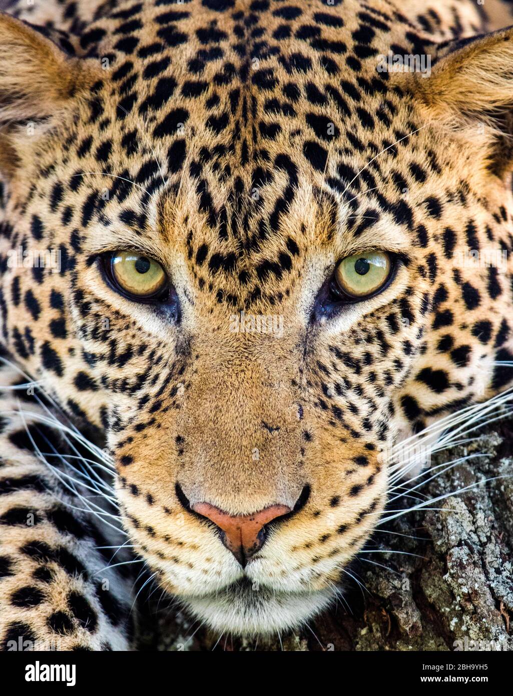 Primo piano di gheetah (Acinonyx jubatus), Ngorongoro Conservation Area, Tanzania, Africa Foto Stock
