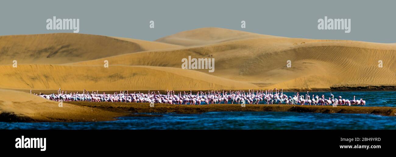 Vista di Flamingo (Fenicottero) mandria, Swakopmund, Namibia, Africa Foto Stock