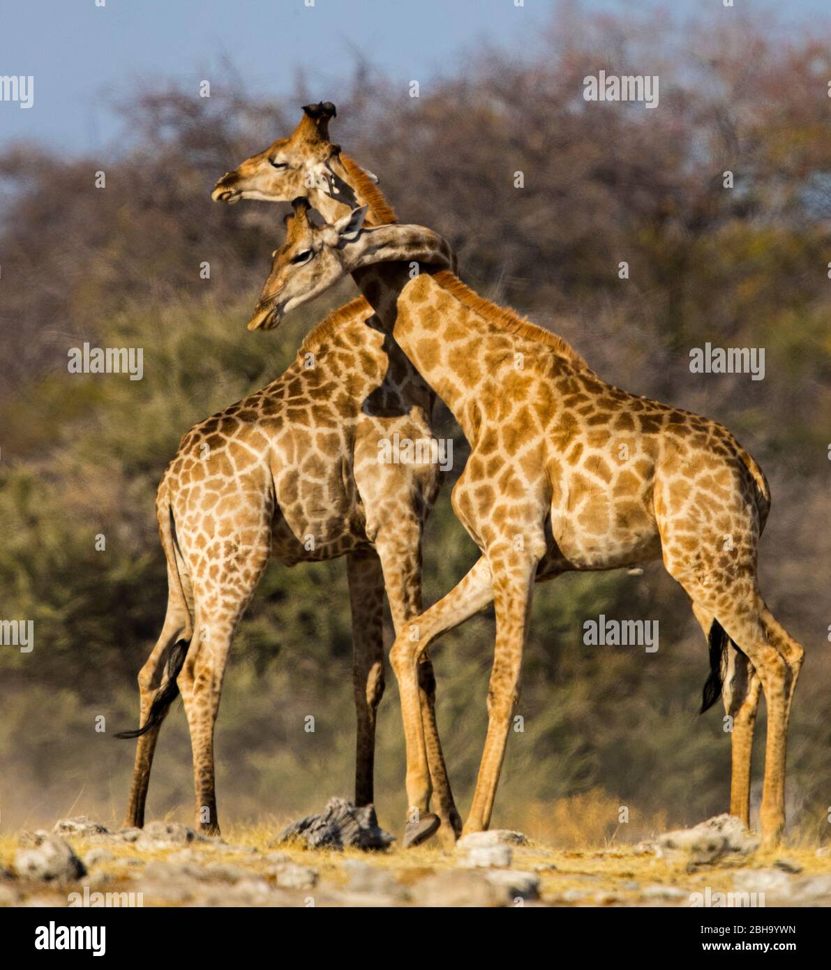Primo piano di due giraffe meridionali (Giraffa giraffa), Parco Nazionale Etosha, Namibia, Africa Foto Stock