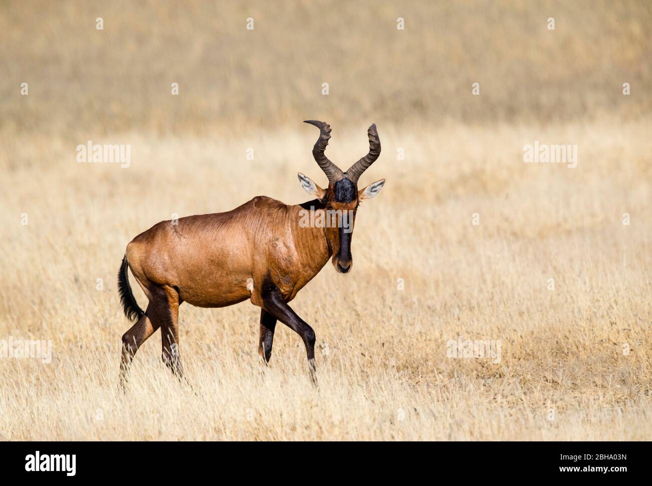 Il più rosso del porto (Alcelaphus buselaphus caama) antilope camminando in erba, Kgalagadi Transfrontier Park, Namibia Foto Stock