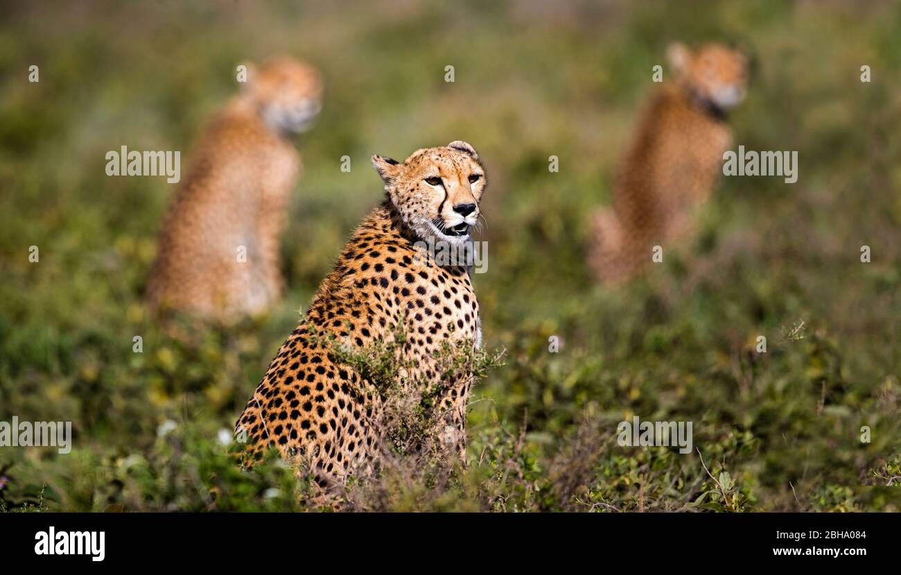 Ghepardo (Acinonyx jubatus), Ngorongoro Conservation Area, Tanzania Foto Stock