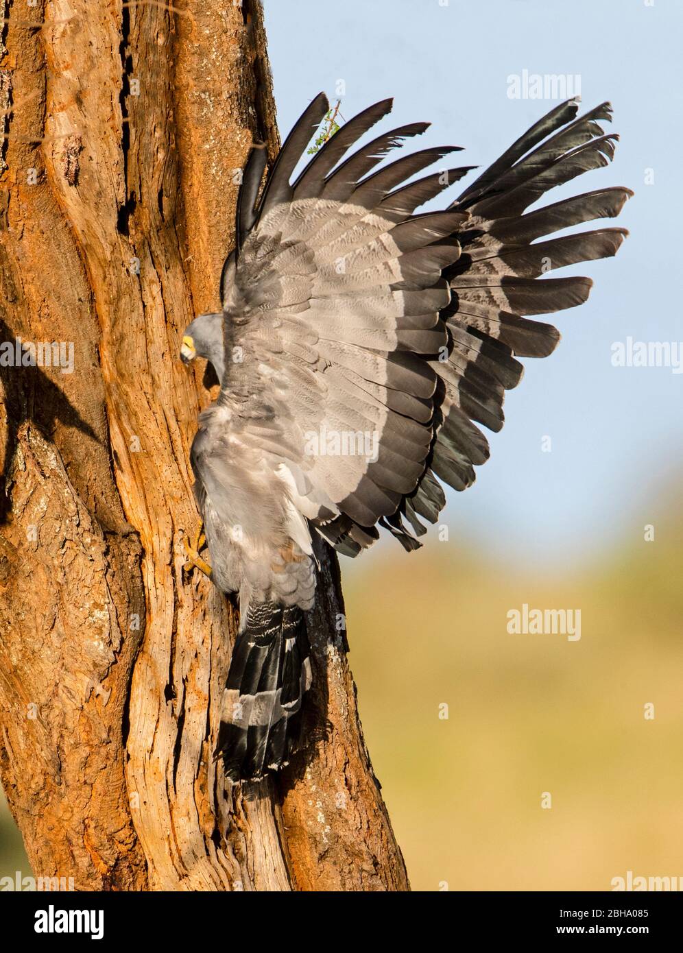 Falco-arrier africano o gymnogene (Polyboroides typus), Parco Nazionale Tarangire, Tanzania Foto Stock