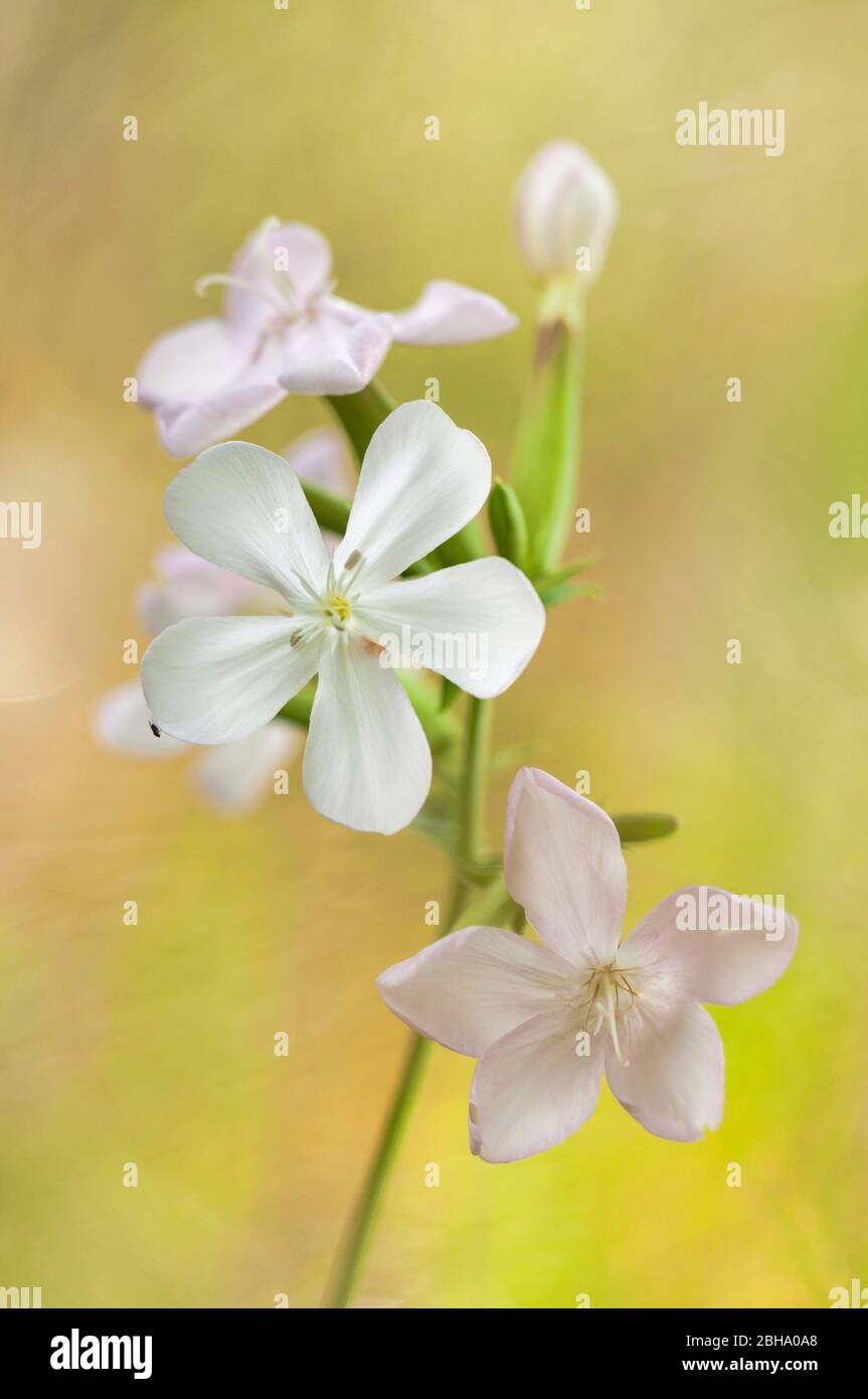 Comune soapwort, Saponaria officinalis, closeup Foto Stock