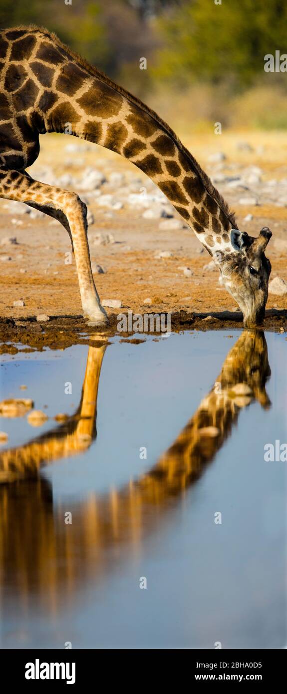 Giraffa meridionale (Giraffa giraffa) bere al waterhole, Etosha National Park, Namibia Foto Stock