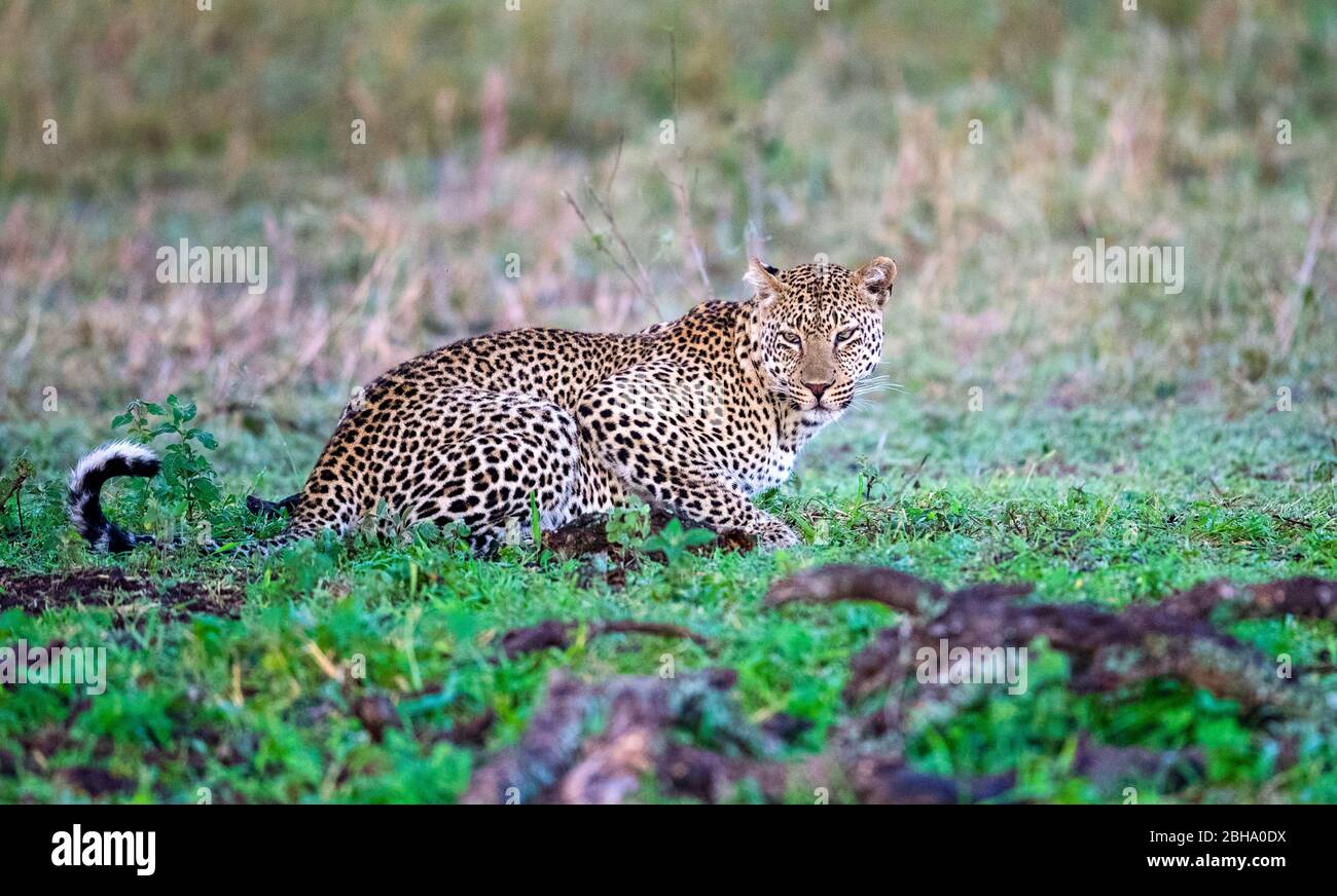 Leopard (Panthera pardus), il Parco Nazionale del Serengeti, Tanzania Foto Stock