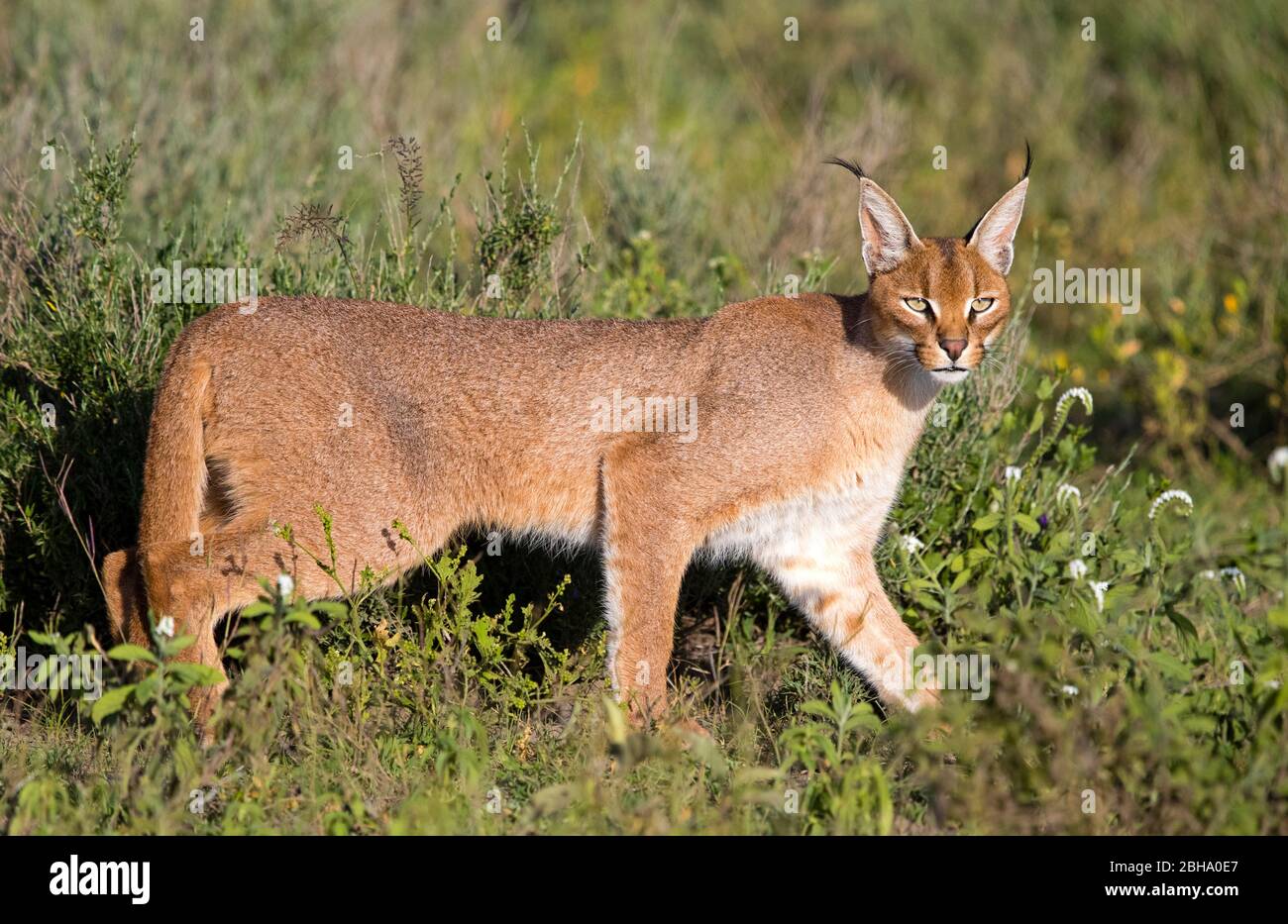 Caracal (Caracal caracal), Ngorongoro Conservation Area, Tanzania Foto Stock