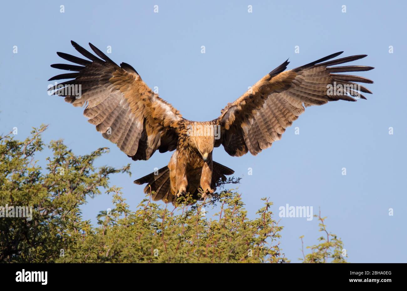 Aquila bruna (Aquila rapax) che vola sopra gli alberi, Kgalagadi Transfrontier Park, Namibia Foto Stock