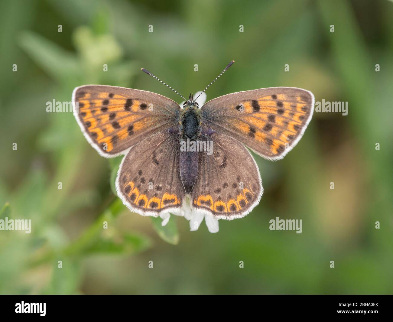 Rame sooty, Lycaena tityrus, seduta su una pianta Foto Stock