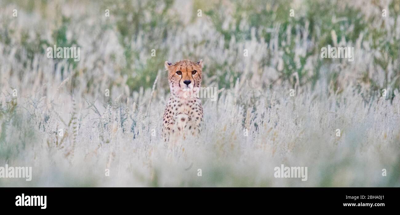 Cheetah (Acinonyx jubatus) guardando fotocamera in erba, Kgalagadi Transfrontier Park, Namibia Foto Stock