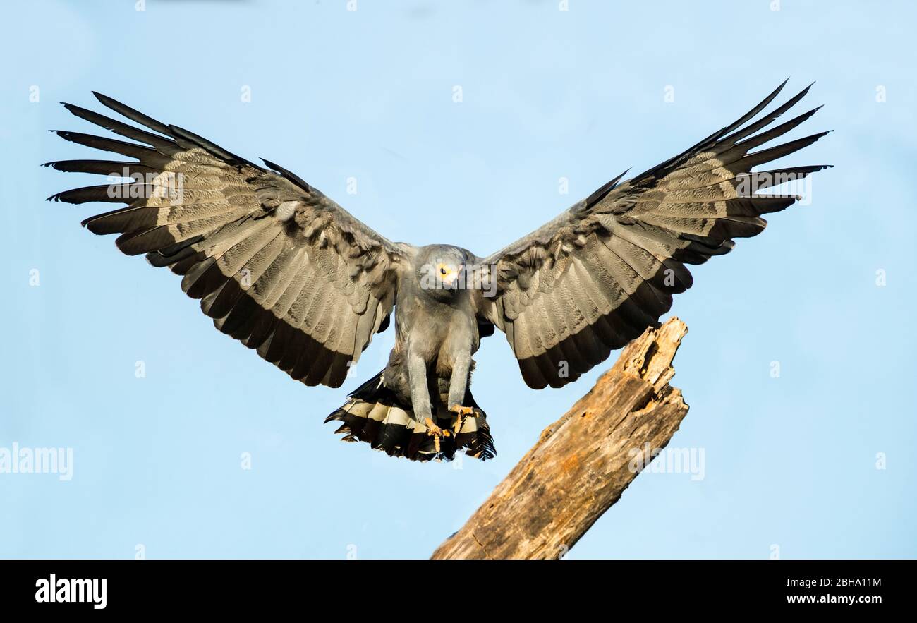 Falco-arrier africano o gymnogene (Polyboroides typus) che volano verso il ramo, Parco Nazionale Tarangire, Tanzania Foto Stock