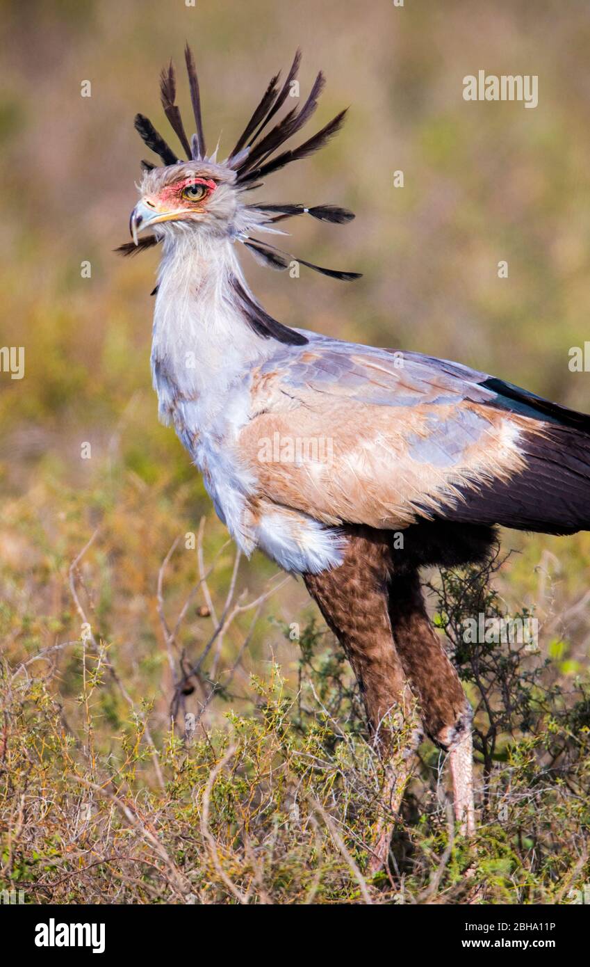 Segretario uccello (Sagittario serpentarius), Ngorongoro conservazione Area, Tanzania Foto Stock