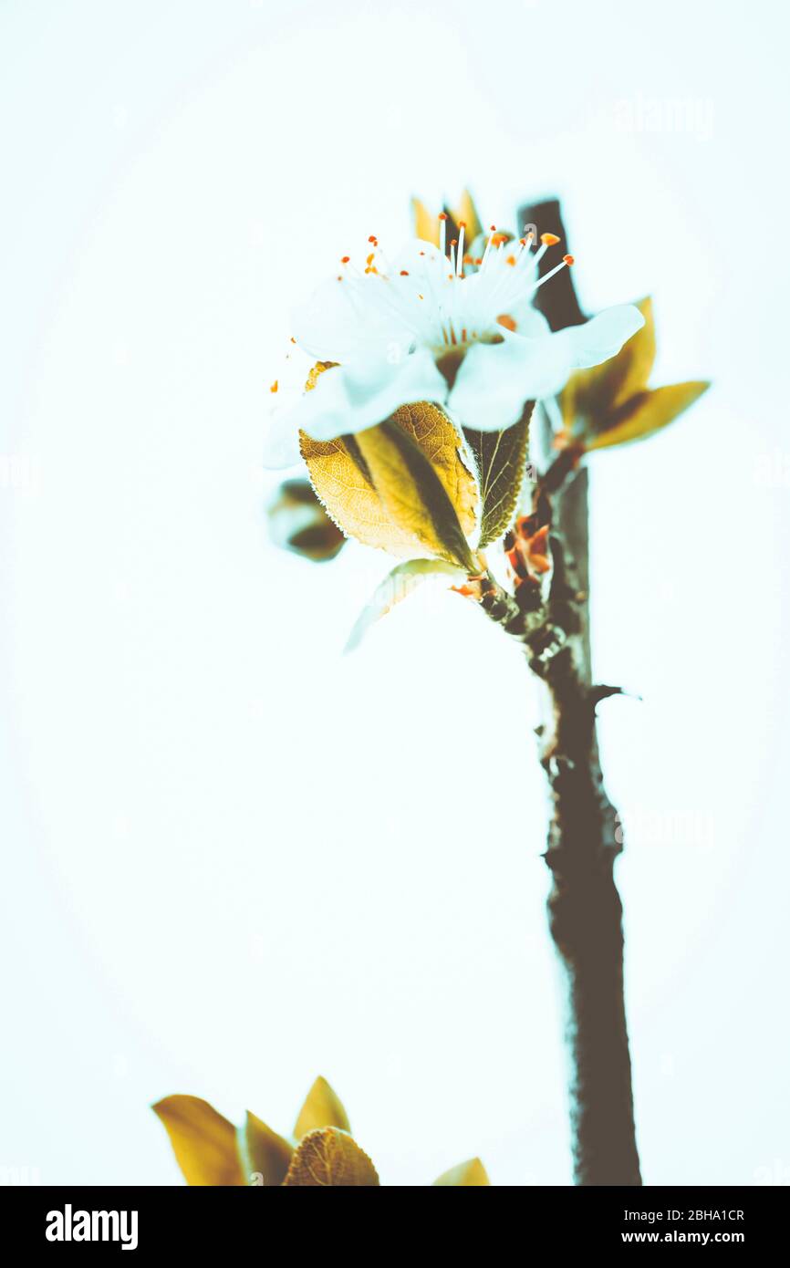 Fioritura astratta, fiori di ciliegia acora non ancora aperti, Prunus cerasus Foto Stock