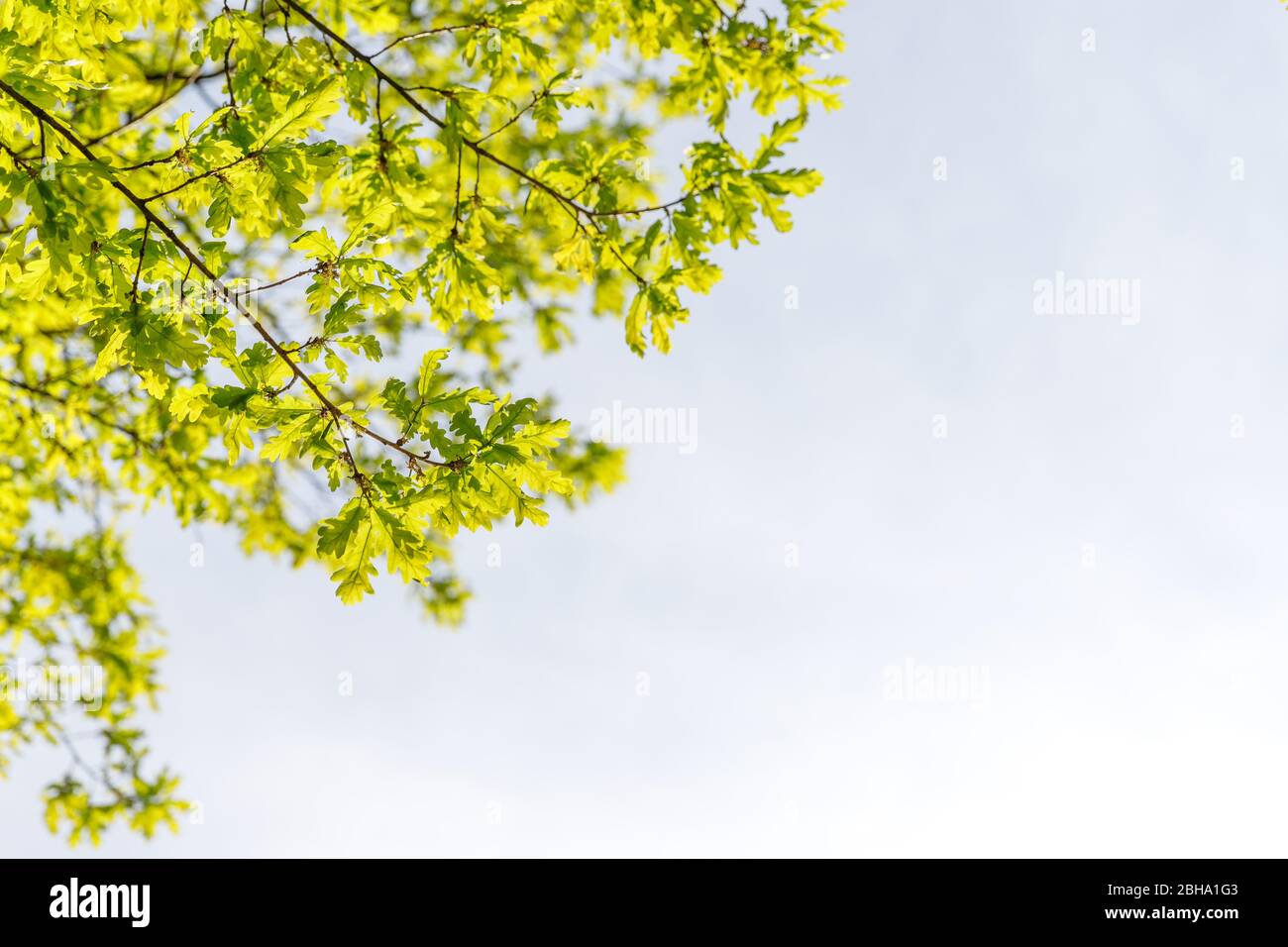 Rami di quercia con foglie primaverili fresche alla luce del sole contro il cielo, vista dal basso, spazio copia. Messa a fuoco morbida. Foto Stock