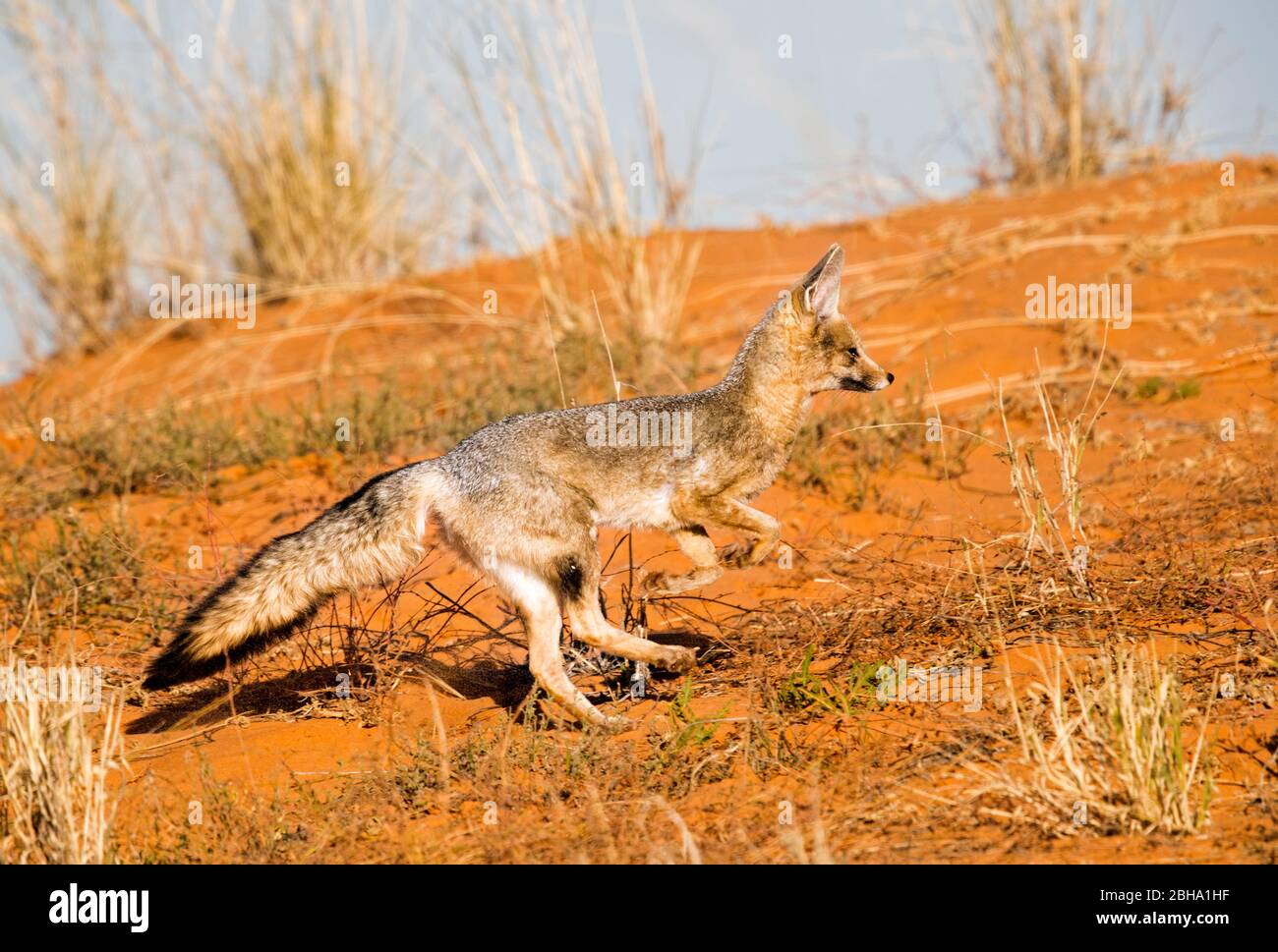 Cape Fox (Vulpes chama), Kgalagadi Transfrontier Park, Namibia Foto Stock