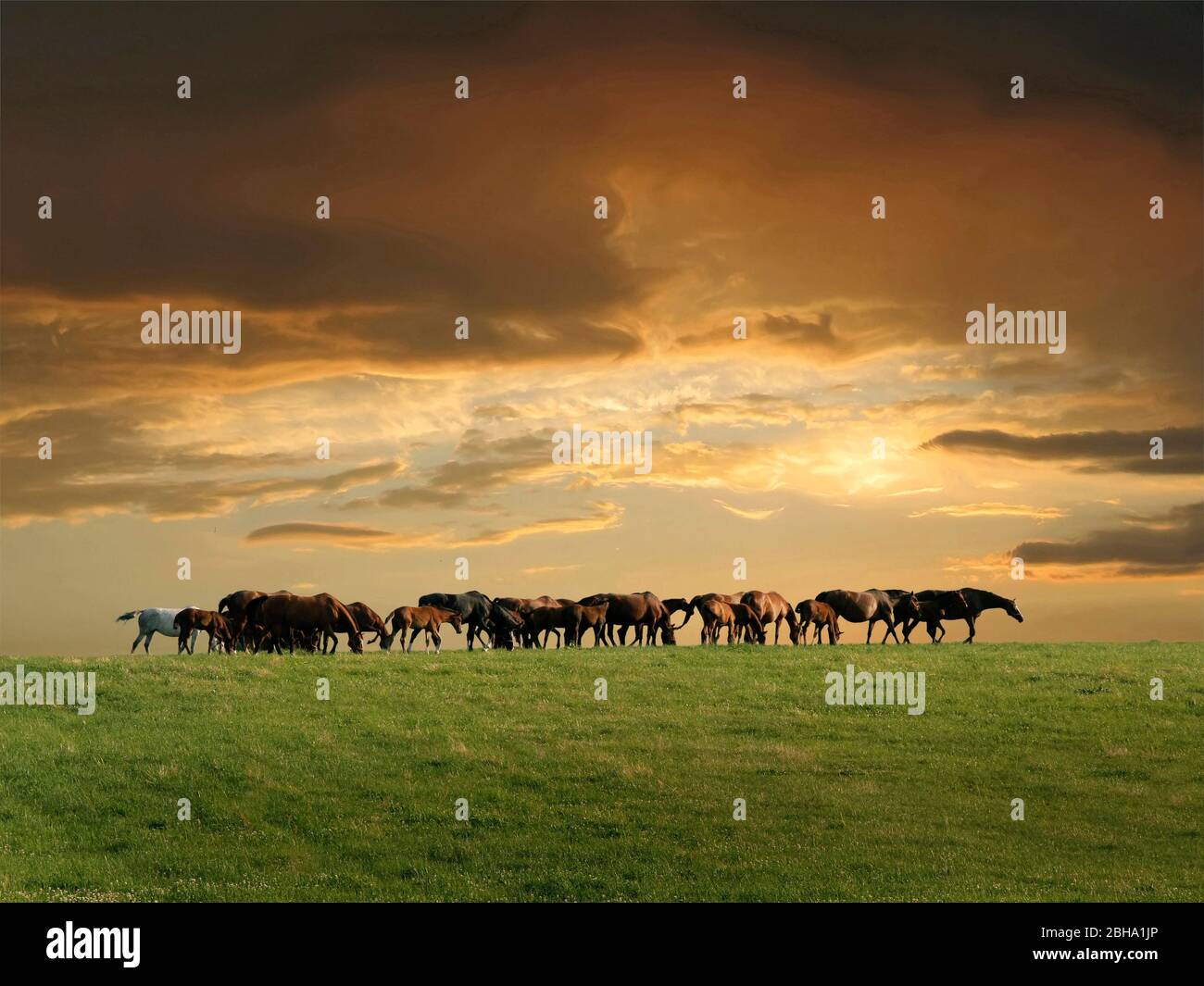 Cavalli su un campo al tramonto, Polonia Foto Stock