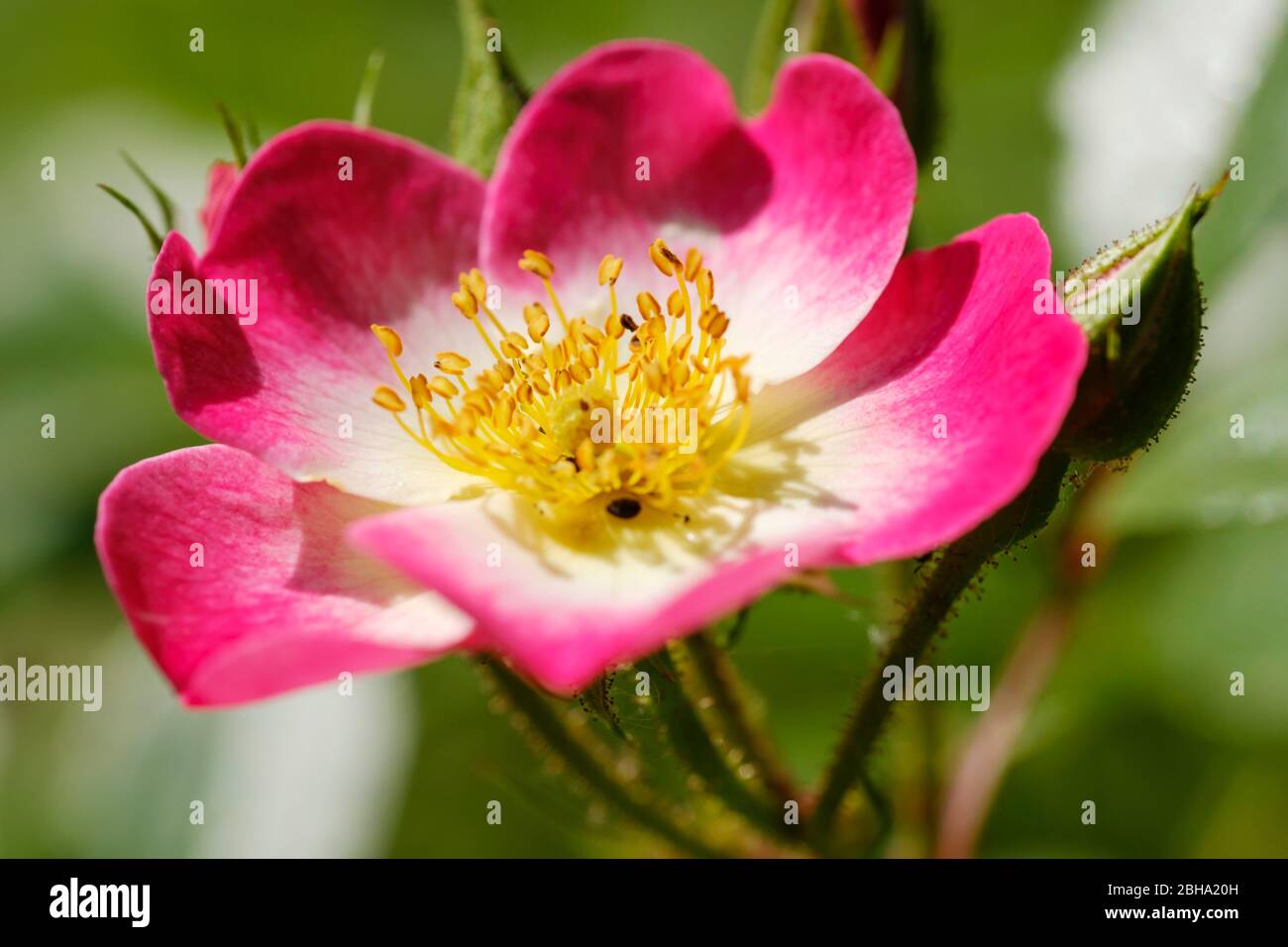 Fiore di rosa, Rosa (Bukavu, moschata Hybr. Lens 1998), Germania Foto Stock