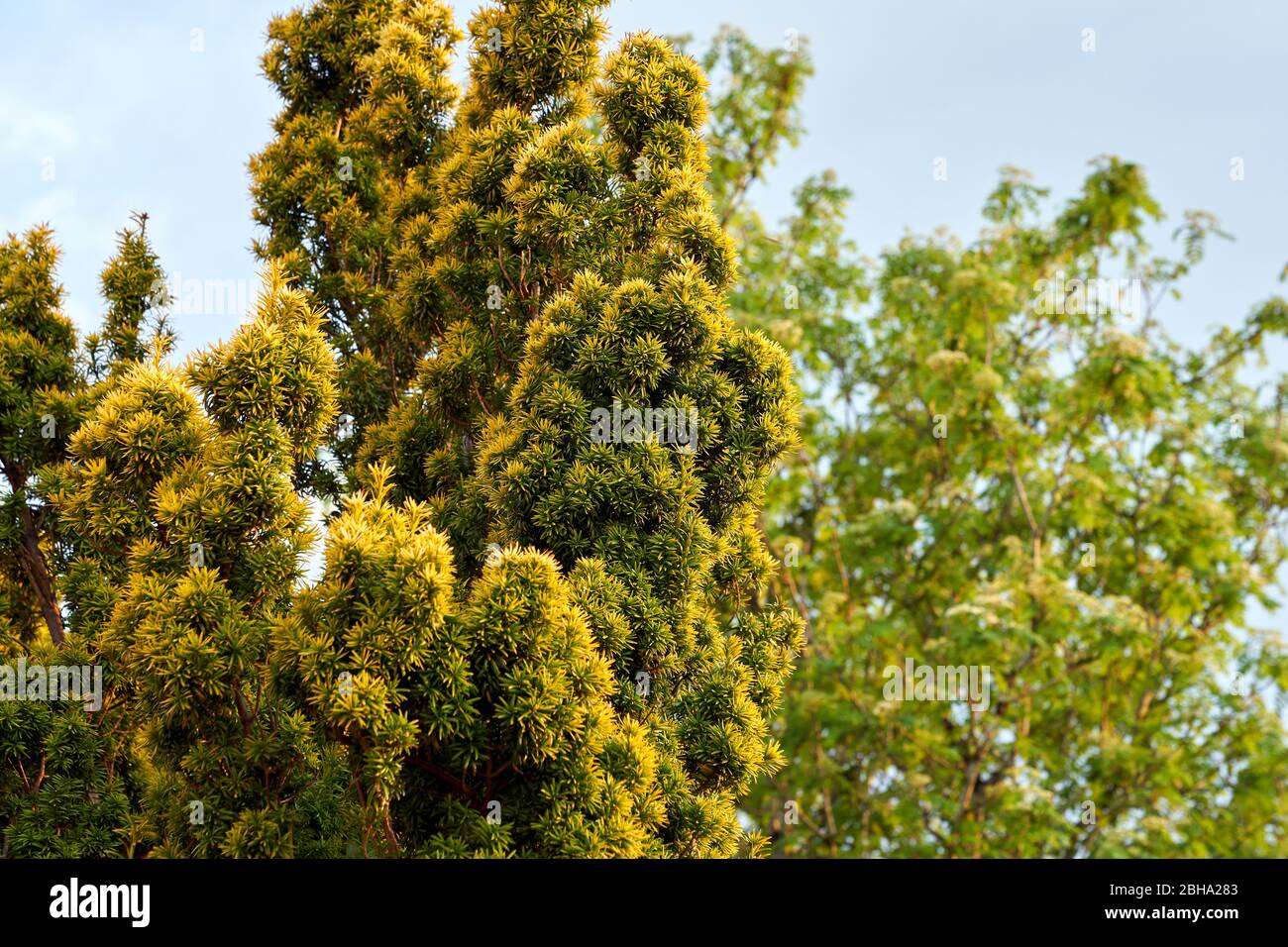 Un arbusto di yew irlandese dorato che cresce in un giardino nel Galles del Sud, Regno Unito Foto Stock