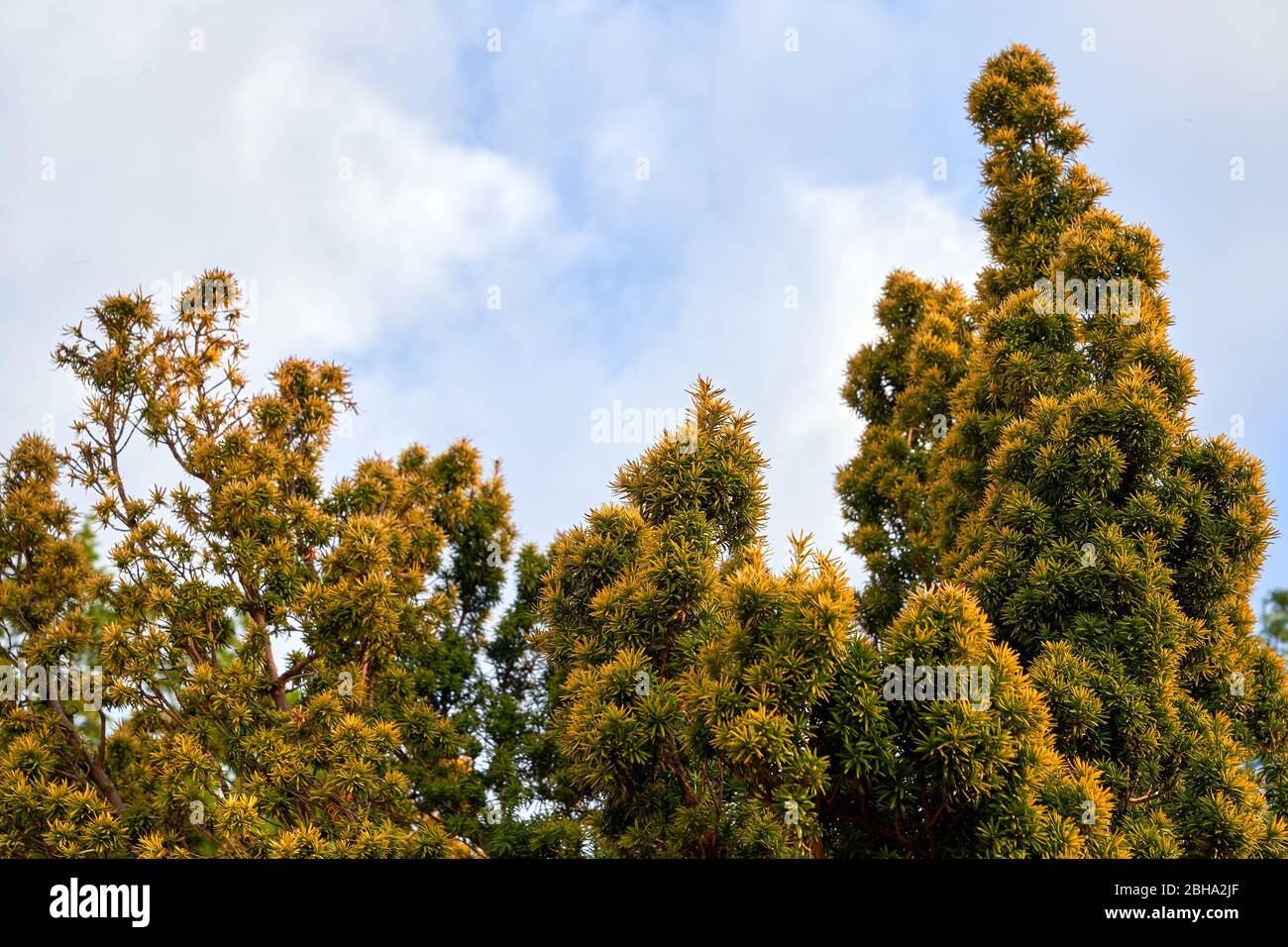 Un arbusto di yew irlandese dorato che cresce in un giardino nel Galles del Sud, Regno Unito Foto Stock