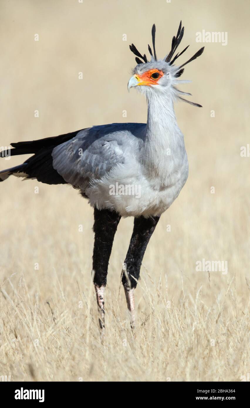 Primo piano ritratto di Segretario uccello (Sagittario serpentarius), Kgalagadi Transfrontier Park, Namibia, Africa Foto Stock