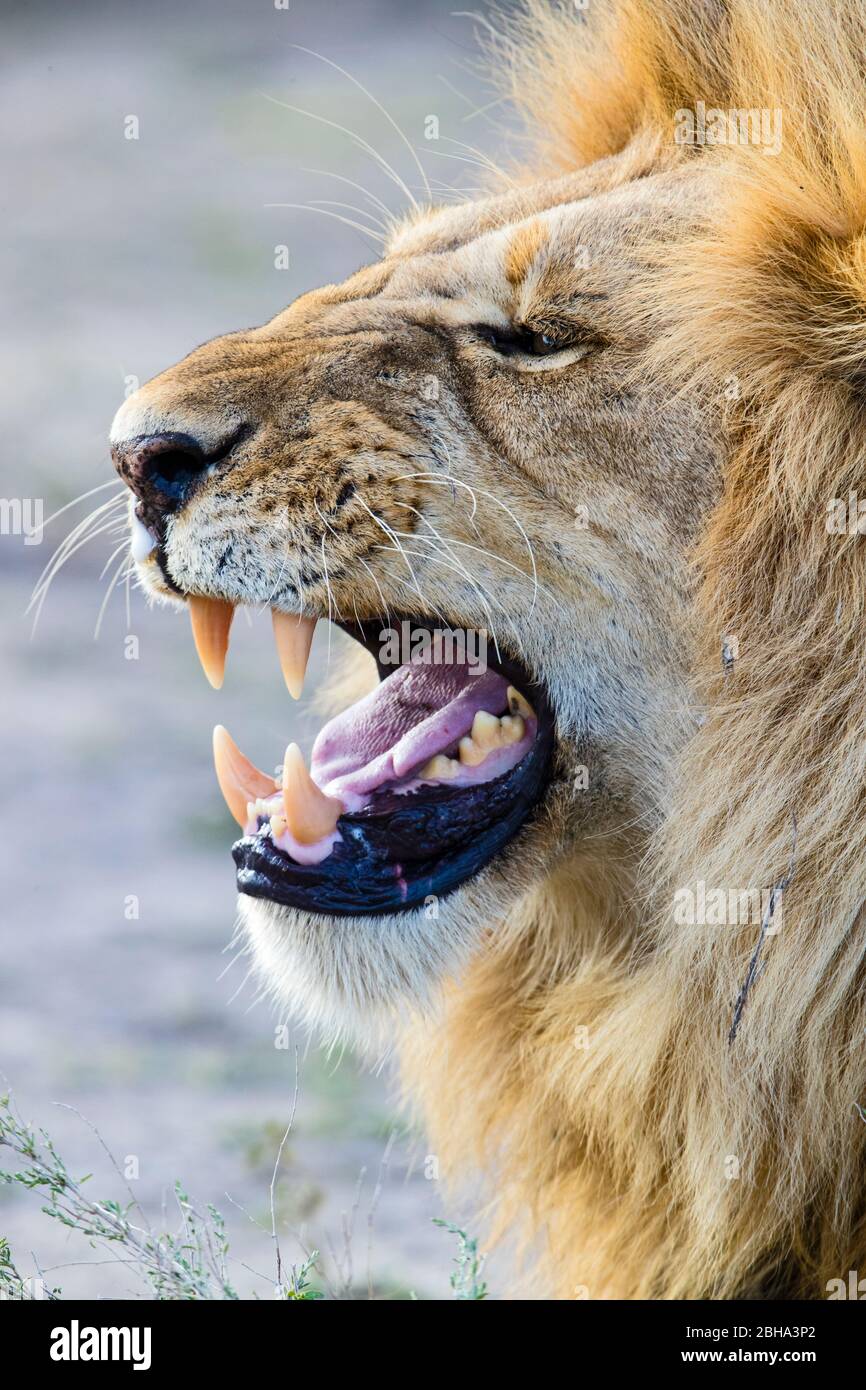 Primo piano del Leone (Panthera leo) con bocca aperta, Ngorongoro Conservation Area, Tanzania, Africa Foto Stock