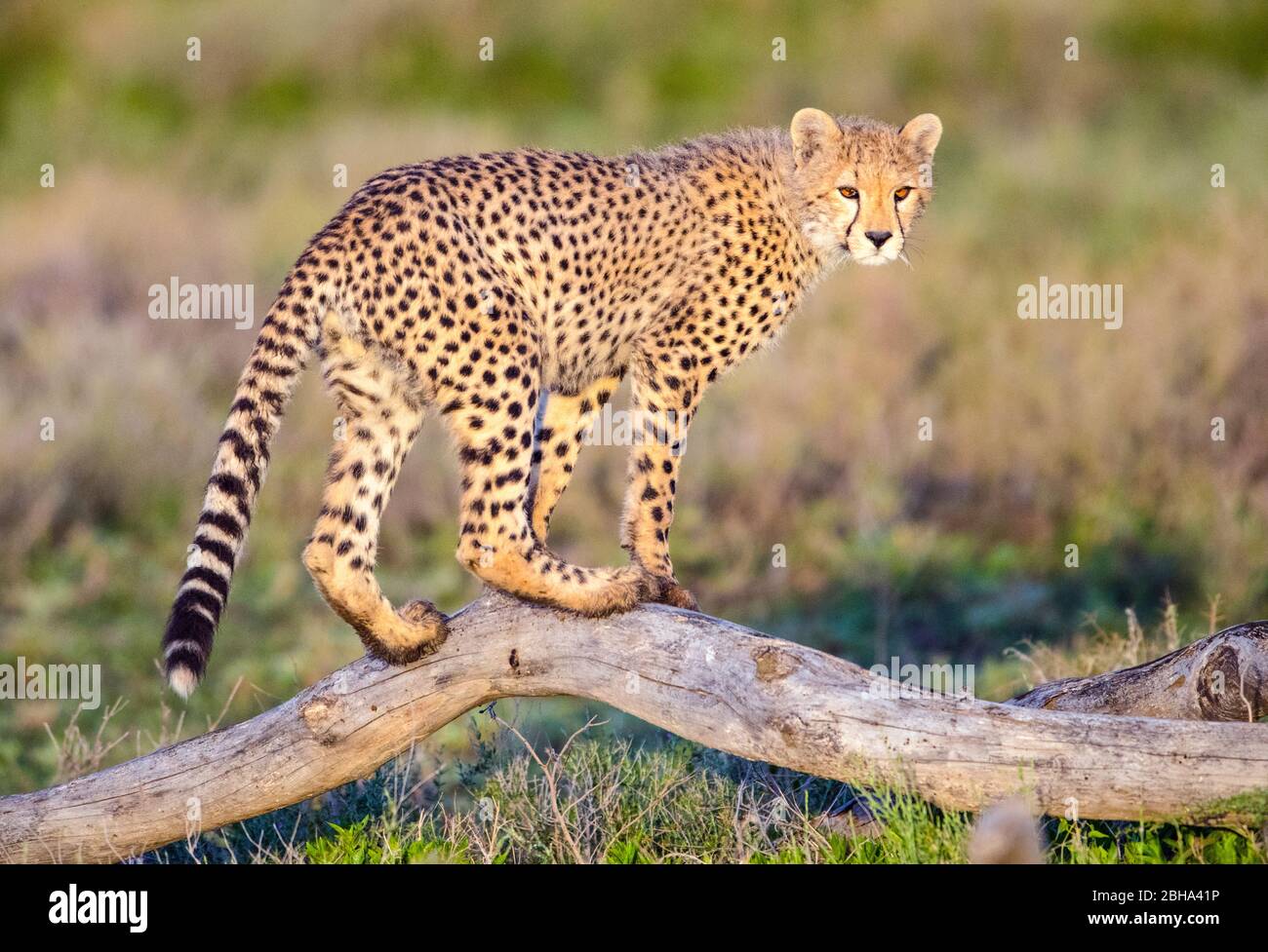 Cheetah (Acinonyx jubatus), Ngorongoro Conservation Area, Tanzania, Africa Foto Stock