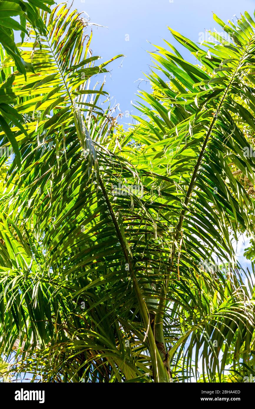 Piante tropicali, Puerto Plata, Repubblica Dominicana, grandi Antille, Caraibi, Oceano Atlantico, America Centrale Foto Stock