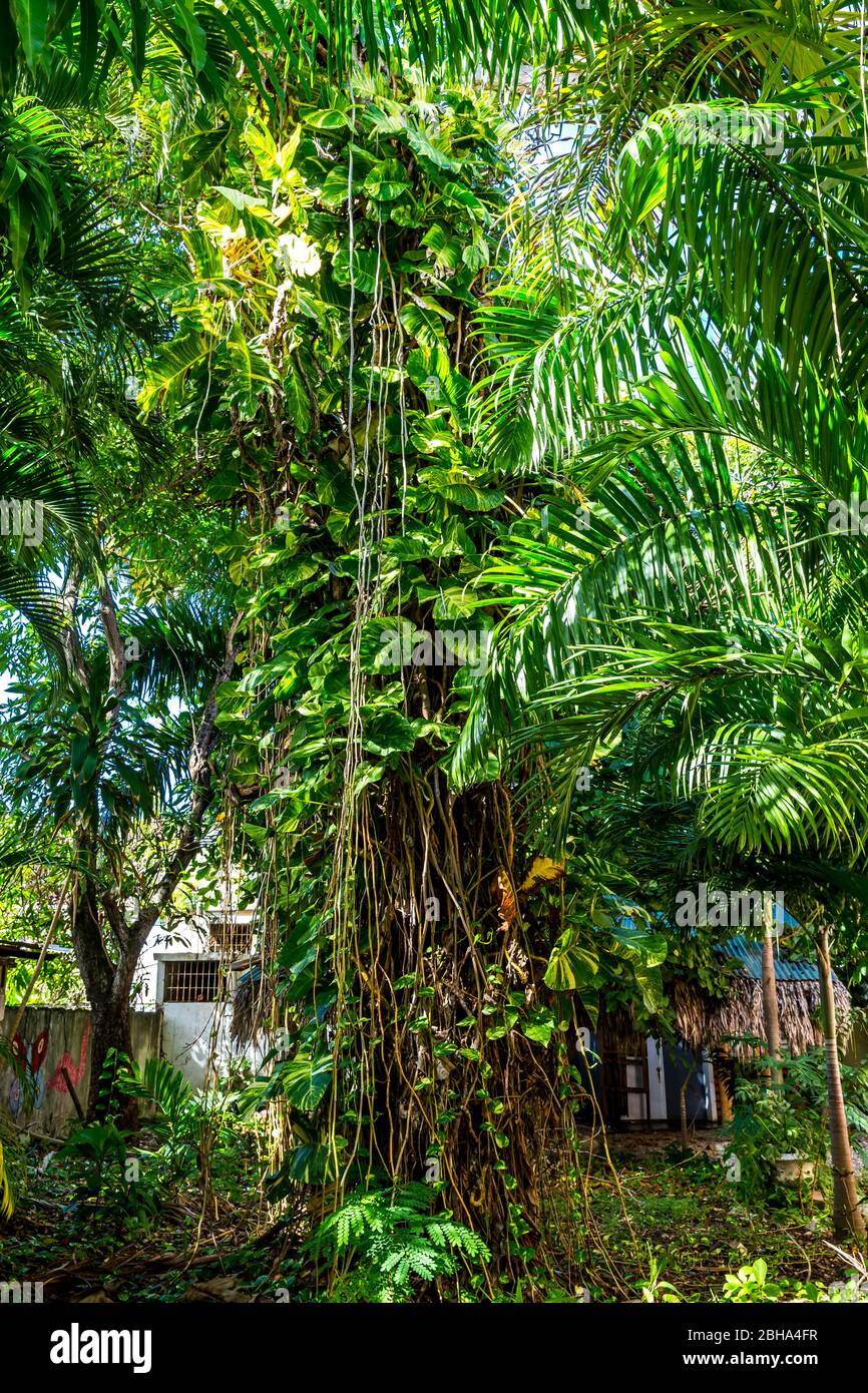 Piante tropicali, Puerto Plata, Repubblica Dominicana, grandi Antille, Caraibi, Oceano Atlantico, America Centrale Foto Stock