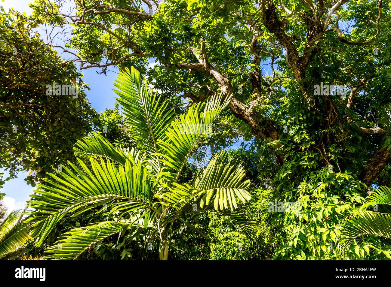 Piante tropicali, Puerto Plata, Repubblica Dominicana, grandi Antille, Caraibi, Oceano Atlantico, America Centrale Foto Stock