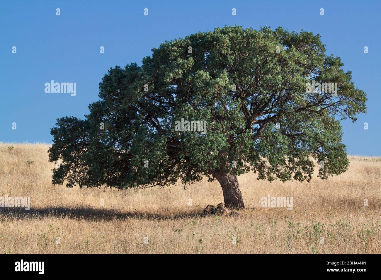 Quercia di Cork (Quercus suber), Costa Rei, Villasimius, Cagliari, Sardegna, Italia Foto Stock