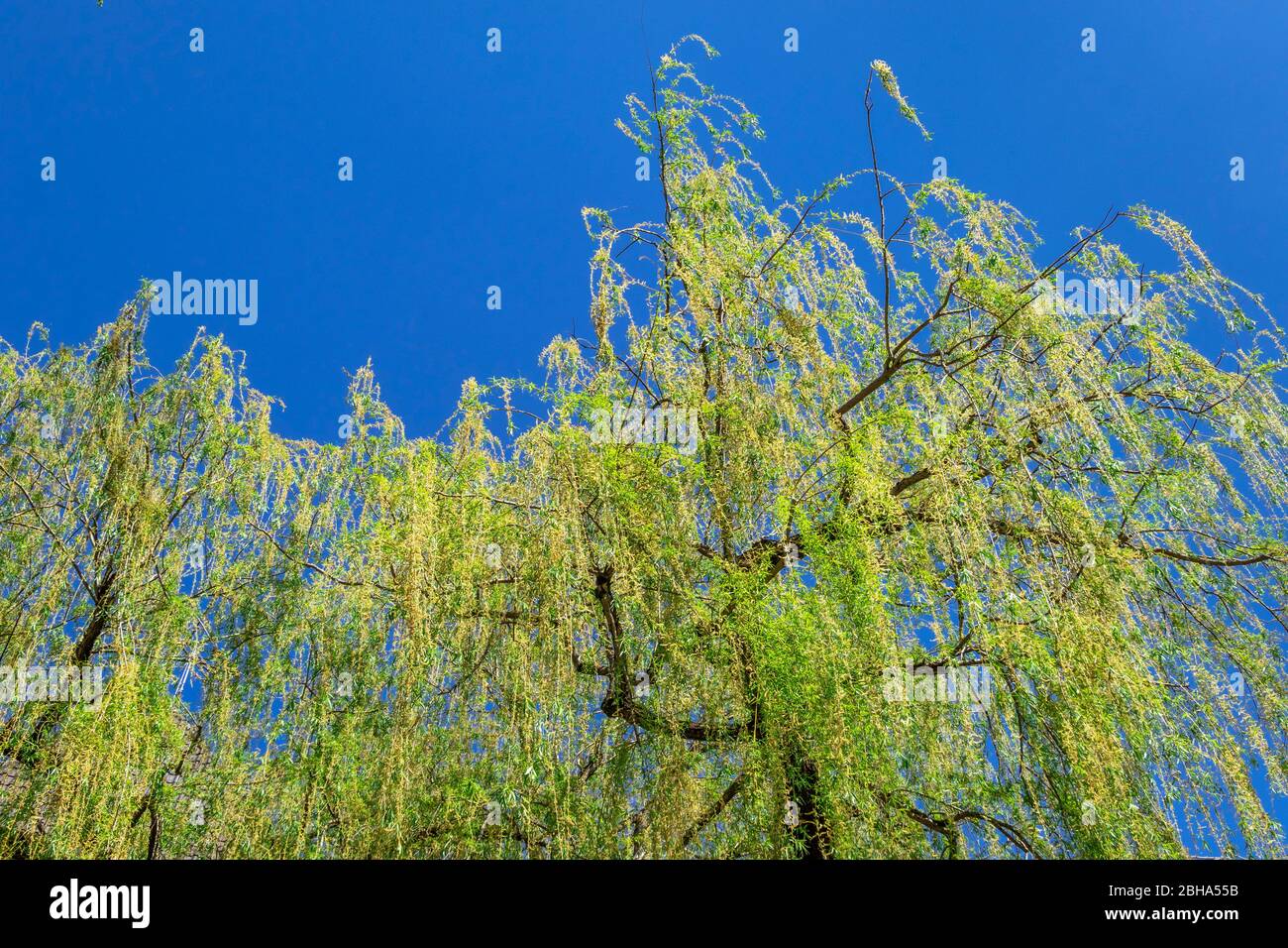 Salice piangente, Salix babylonica, rami che affogano in primavera, Weilheim, Baviera, Germania, Europa Foto Stock
