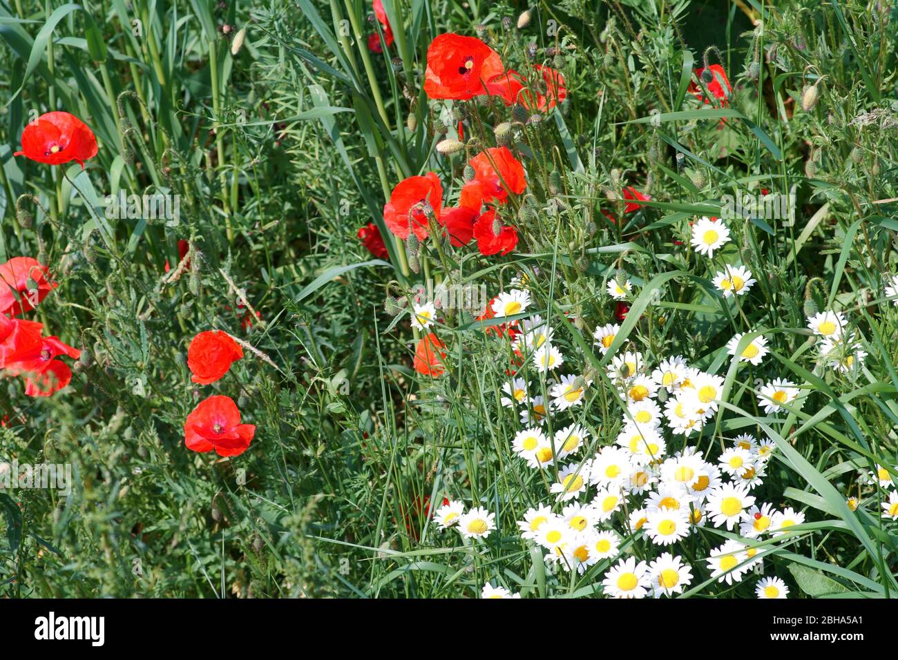 Papavero rosso fiori e margherite bianco sul bordo di un campo, circondato da erba. Foto Stock
