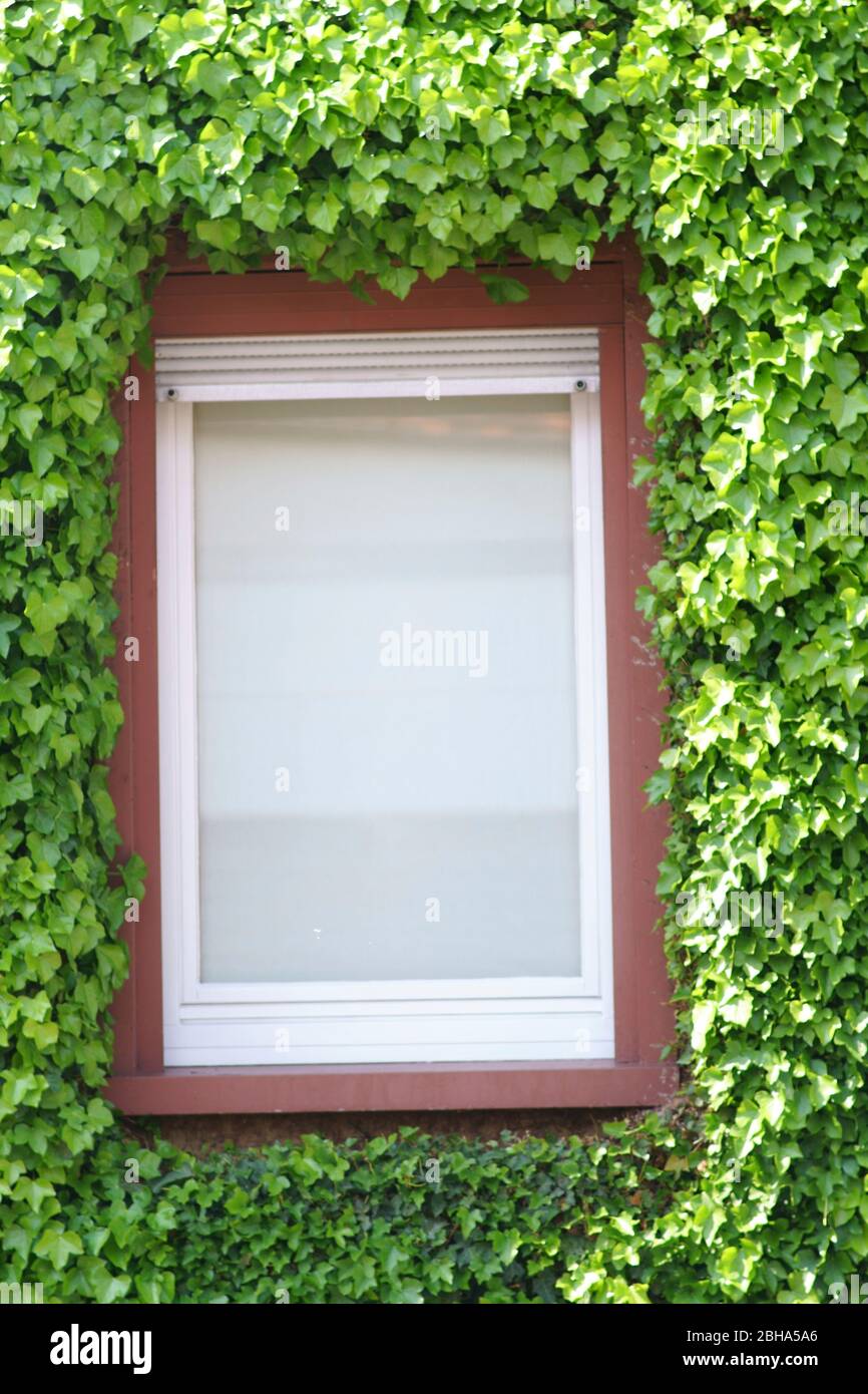 Verde e uva fresca surround lascia una finestra. Foto Stock