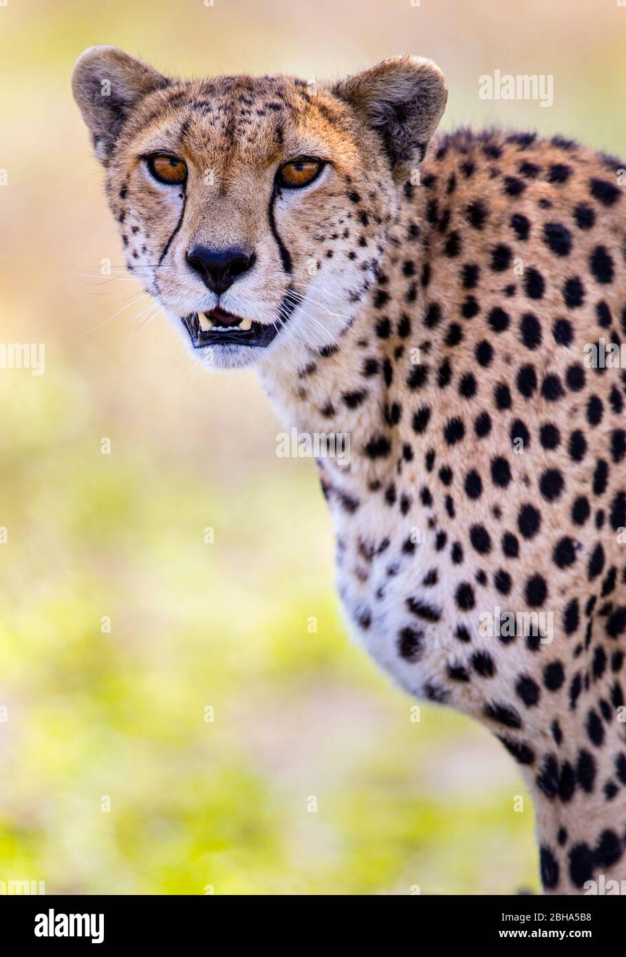 Cheetah (Acinonyx jubatus) guardando la macchina fotografica, Ngorongoro Conservation Area, Tanzania Foto Stock