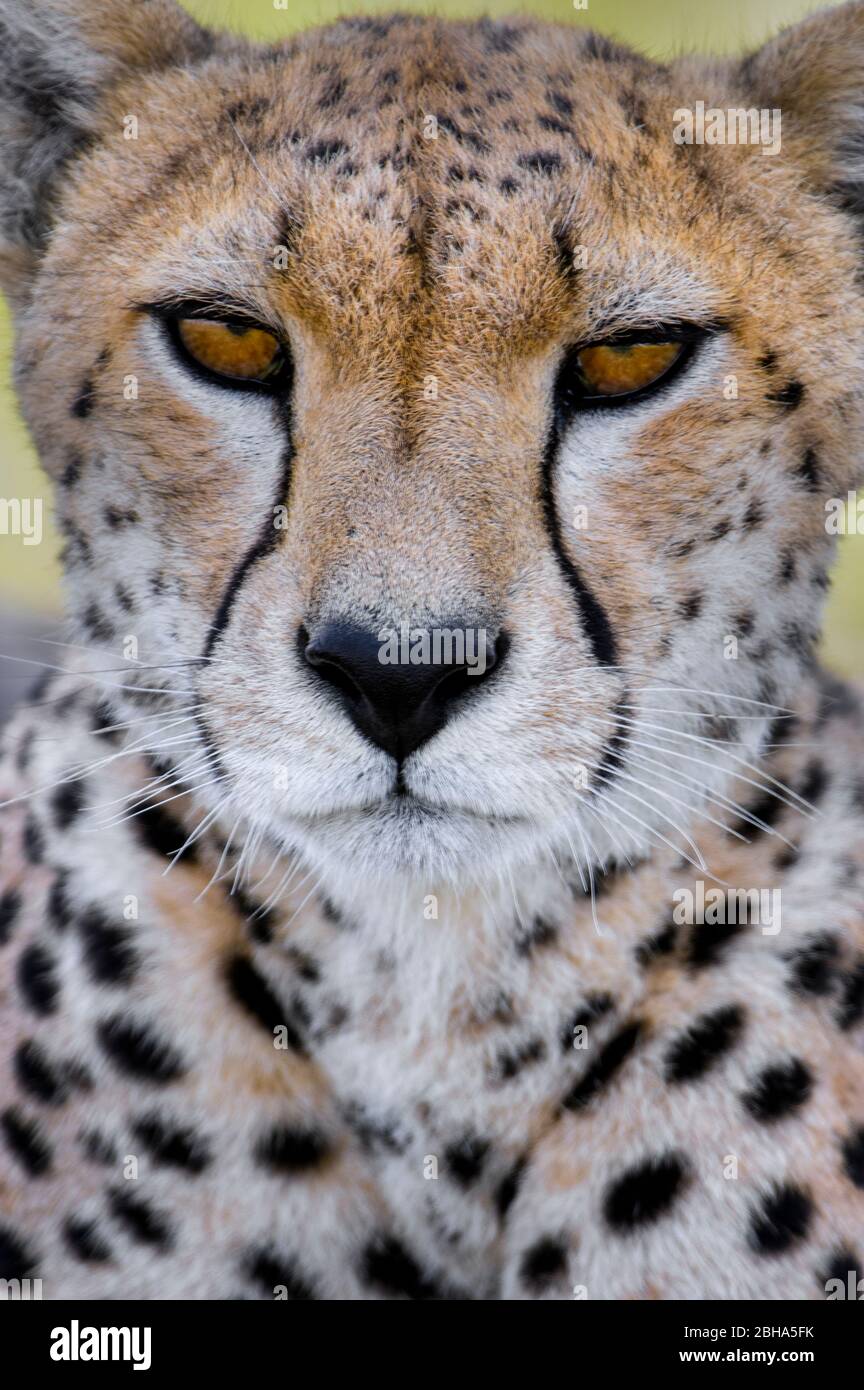 Ritratto di gheetah (Acinonyx jubatus), Ngorongoro Conservation Area, Tanzania Foto Stock