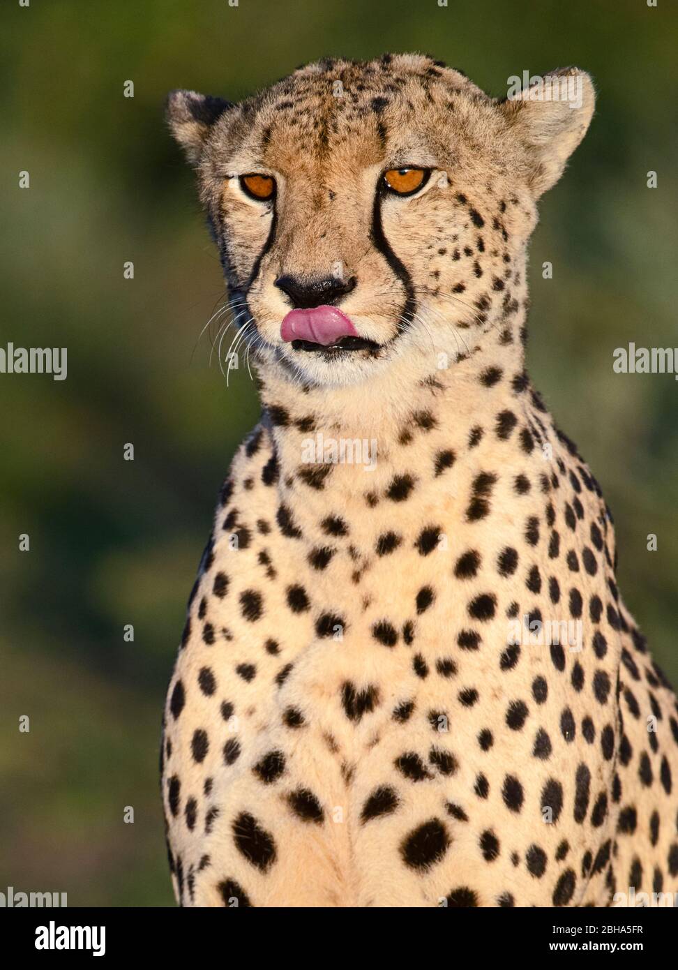 Primo piano del ghepardo (Acinonyx jubatus), Ngorongoro Conservation Area, Tanzania Foto Stock