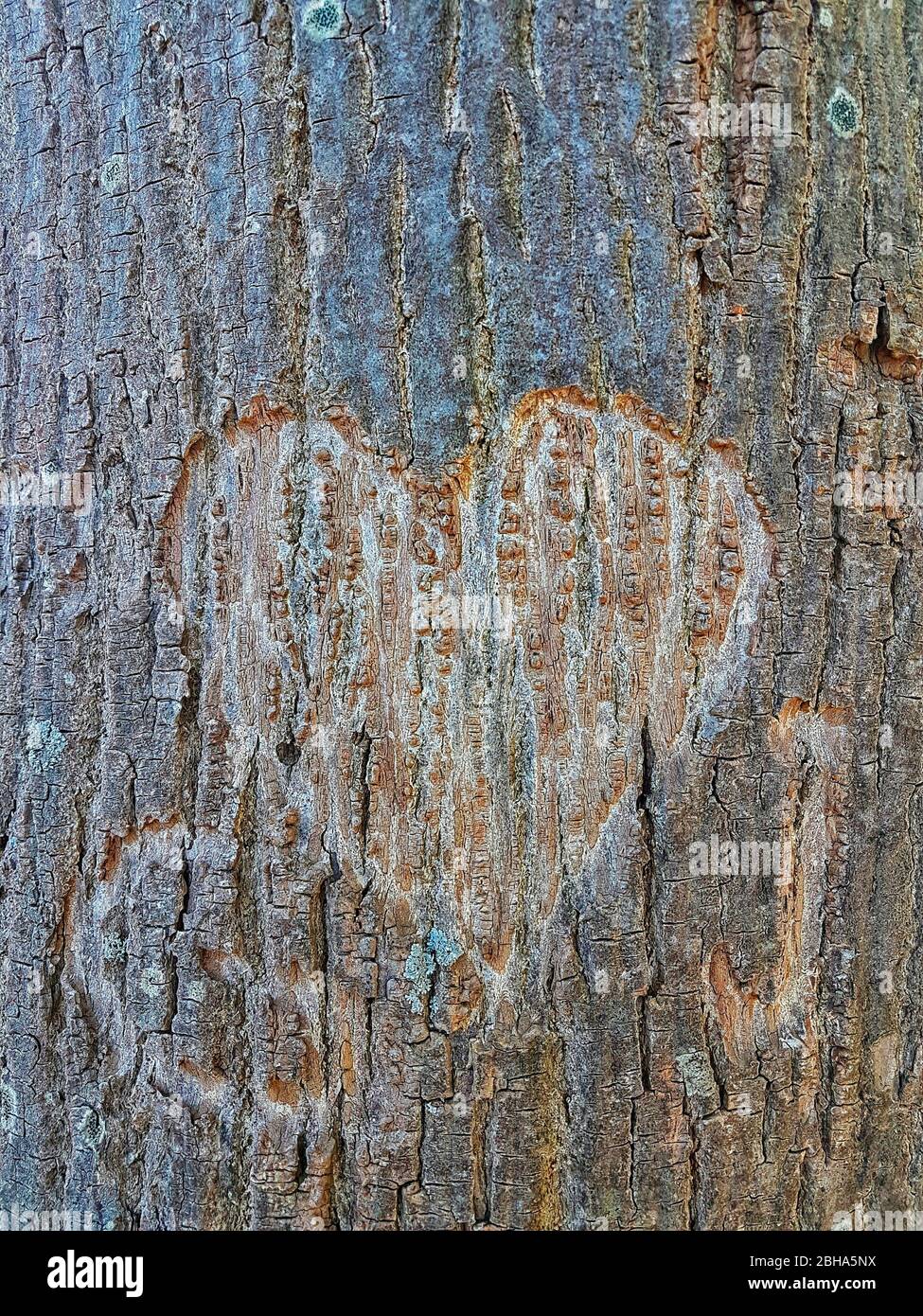 Cuore e iniziali scolpite in un tronco di albero Foto Stock