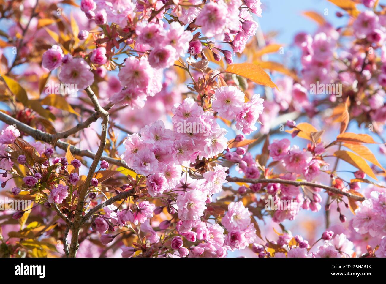 Fioritura dei ciliegi - primavera, Regno Unito Foto Stock