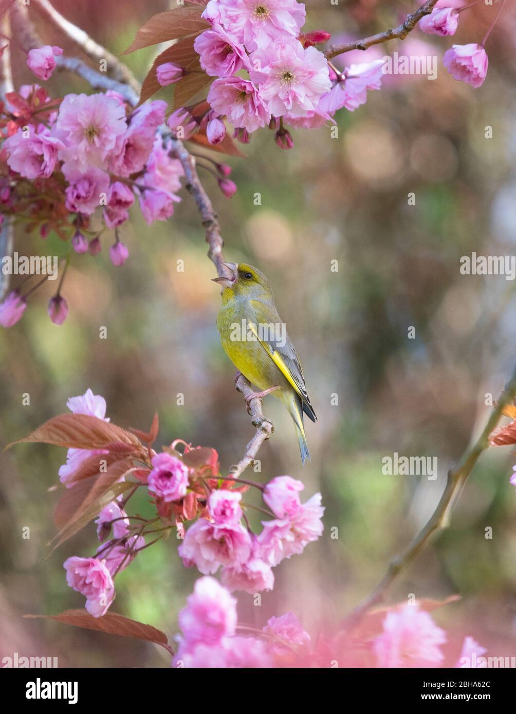 Verdino europeo - Fringillidae - arroccato sul ramo in fiore albero di ciliegio in primavera - Scozia, UK Foto Stock