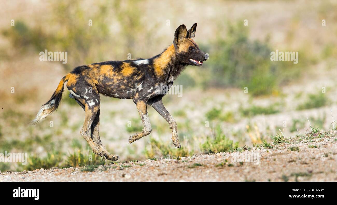 Running African Wild dog (Lycaon pictus), Ngorongoro Conservation Area, Tanzania Foto Stock
