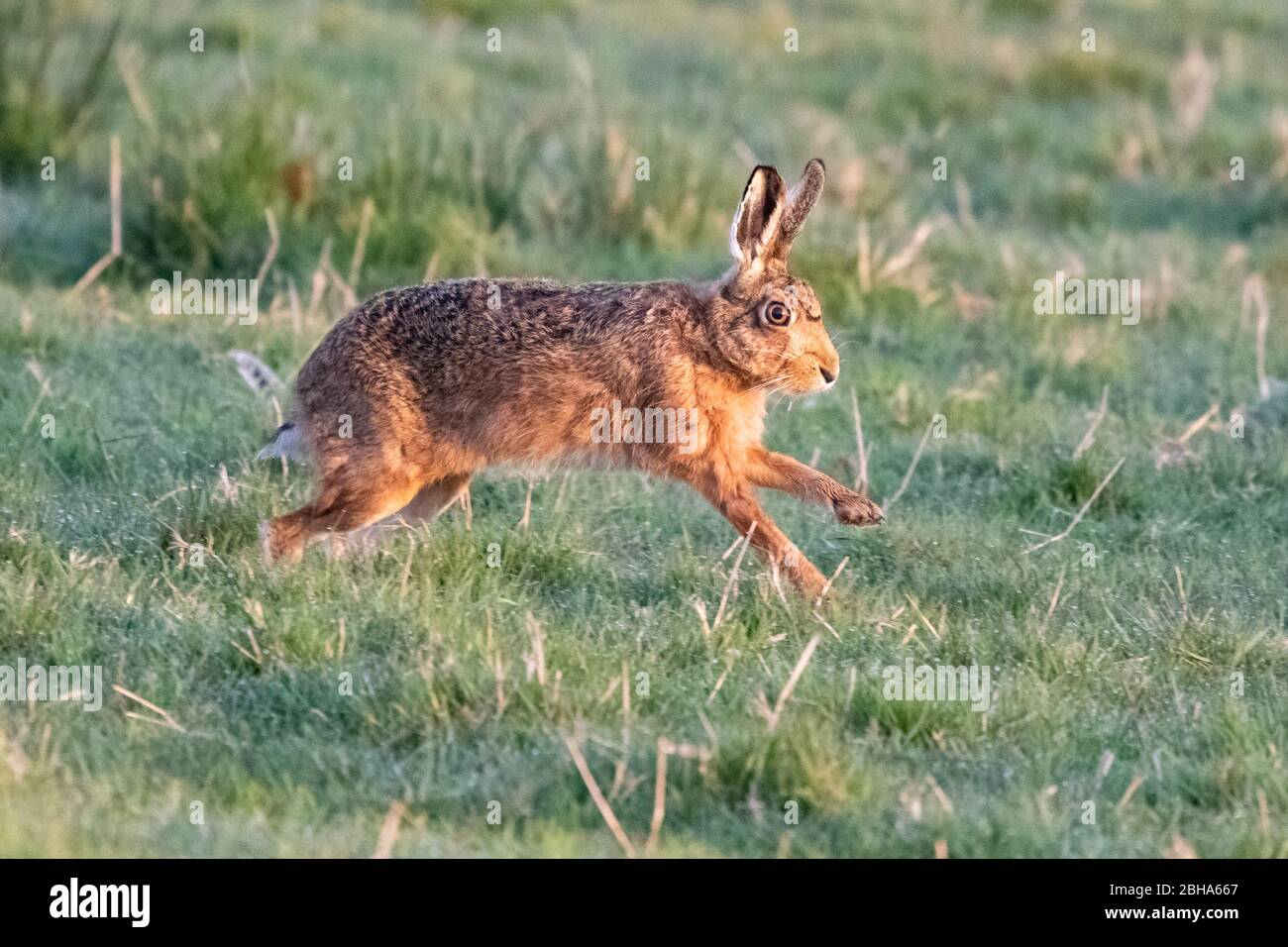 Lepre marrone - lepus europaeus - che attraversa la rugiada pesante sull'erba all'alba - Stirlingshire, Scozia, Regno Unito Foto Stock