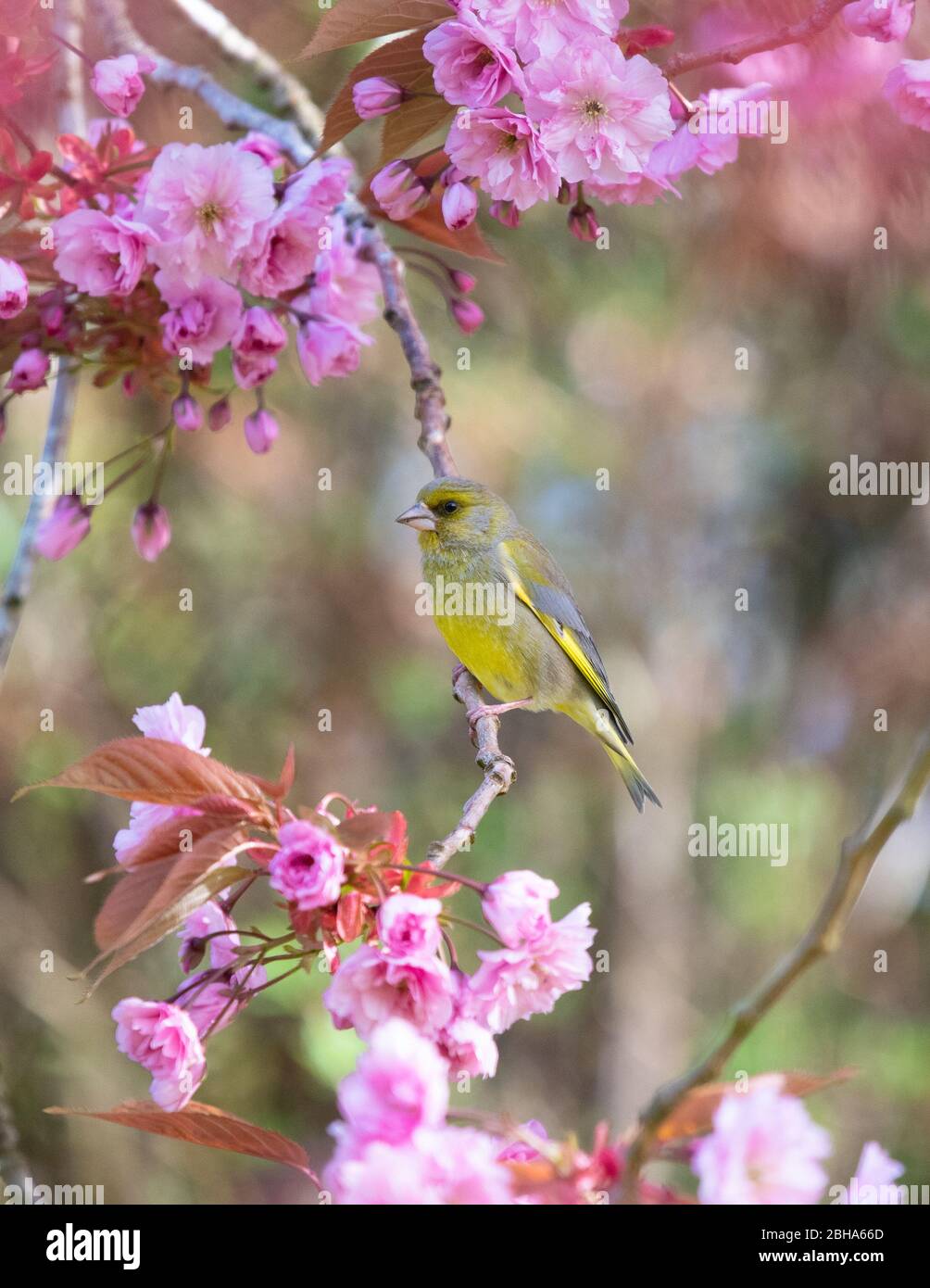 Verdfinch - Chloris chloris - in un albero di ciliegio in primavera - Stirlingshire, Scozia, Regno Unito Foto Stock