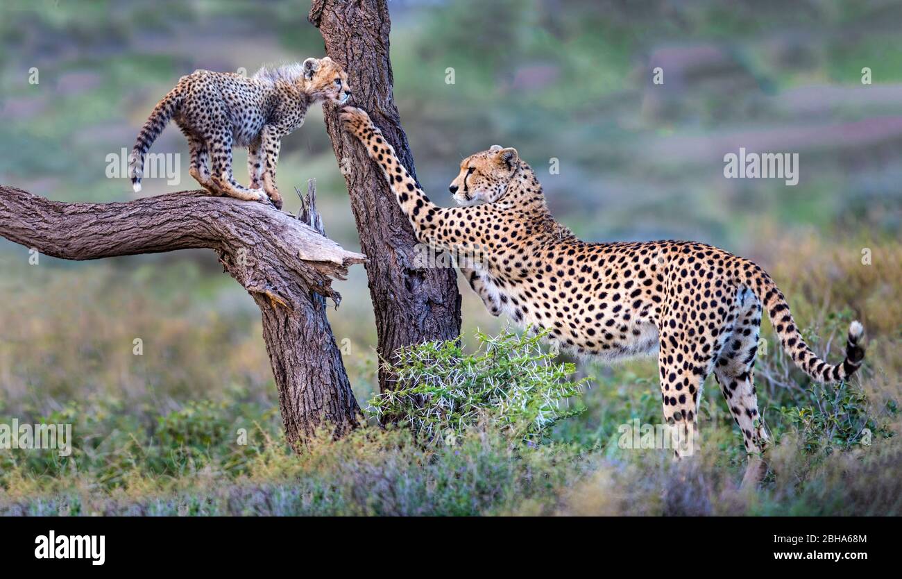 Gheetah (Acinonyx jubatus) con il cub in selvatico, Ngorongoro conservazione Area, Tanzania Foto Stock
