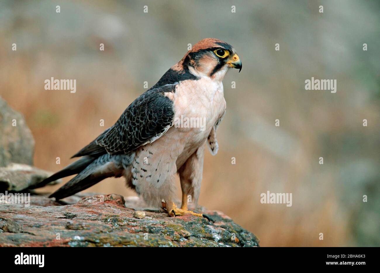 Falco biarmo maschio, Castello del Gigante NP, Sudafrica Foto Stock