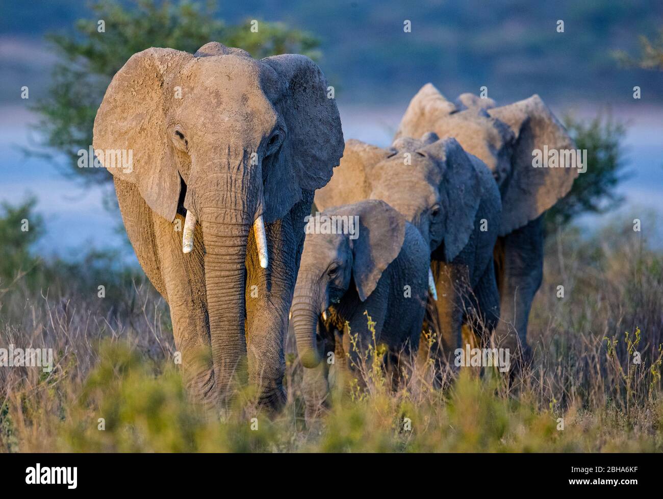 Mandria di elefanti africani (Loxodonta africana), Ngorongoro Conservation Area, Tanzania Foto Stock