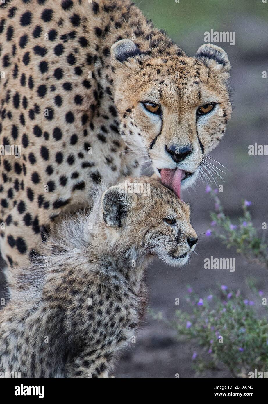 Cheetah (Acinonyx jubatus) con cub, Ngorongoro Conservation Area, Tanzania Foto Stock
