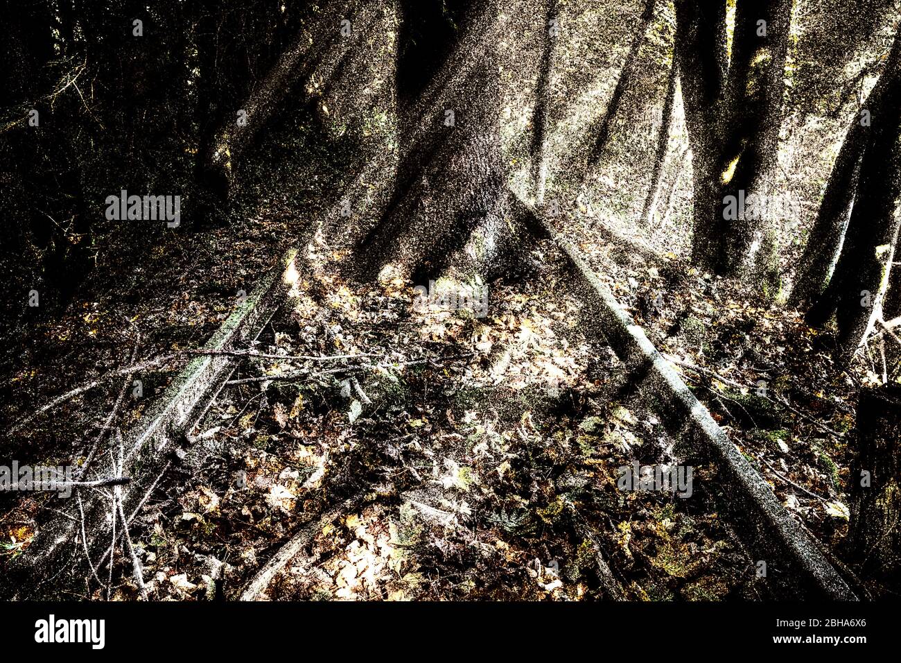 Ferrovia rotta, alberi, Foresta, raggi di luce, [M], elaborata digitalmente, RailArt Foto Stock