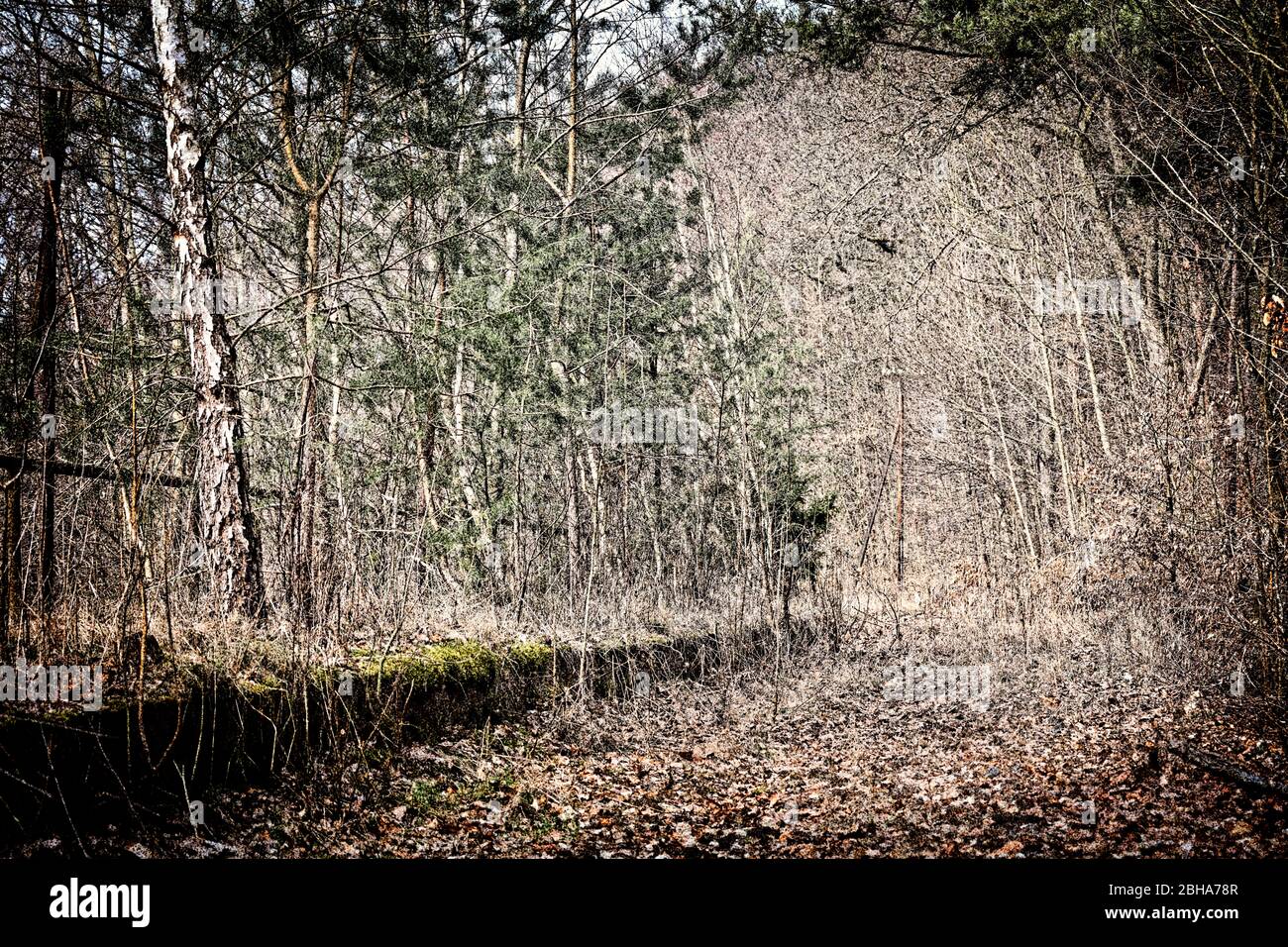 Bordo piattaforma, binario, fogliame caduto, alberi, selvaggio, palo telegrafico, elaborato digitalmente, railart Foto Stock